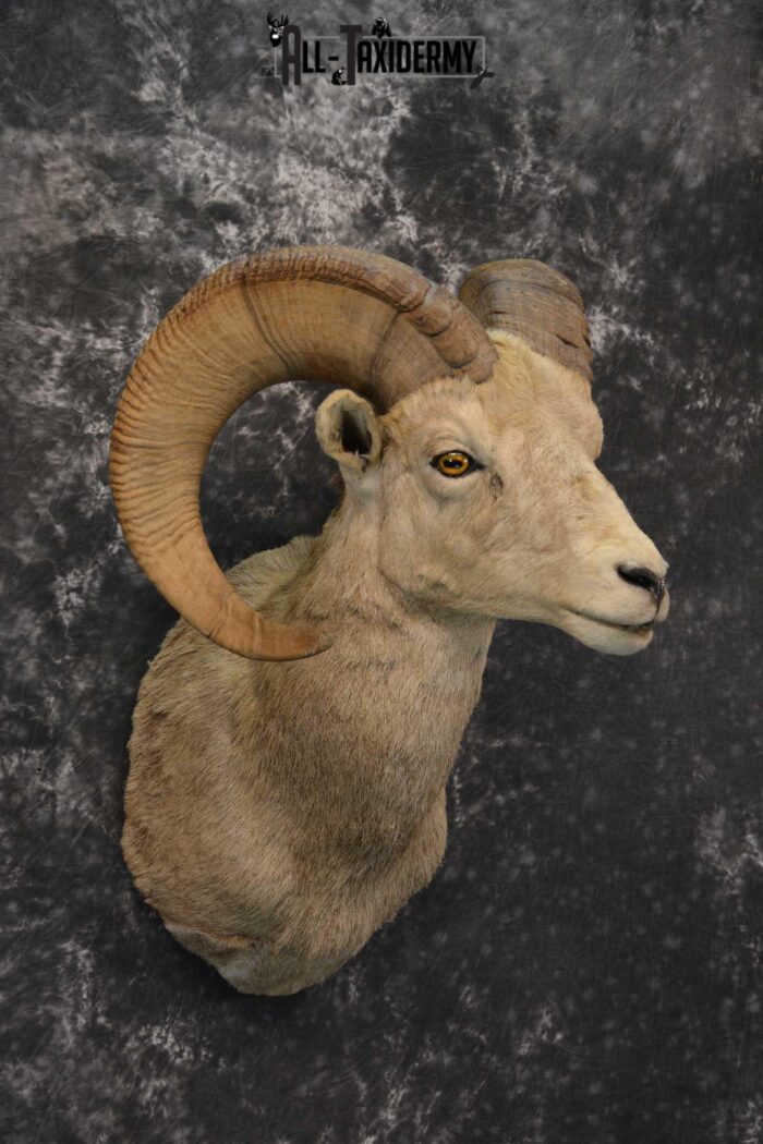 Desert Bighorn Taxidermy Shoulder Mount for sale SKU 1807