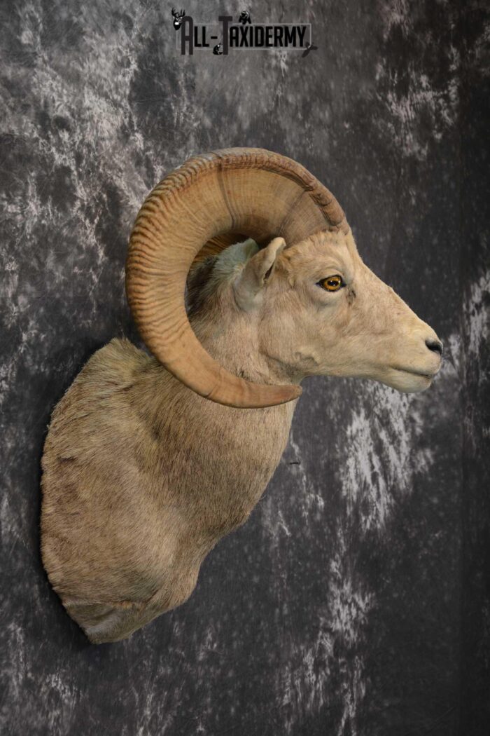 Desert Bighorn Taxidermy Shoulder Mount for sale SKU 1807