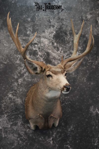 Mule Deer Taxidermy Shoulder Mount for sale SKU 1808