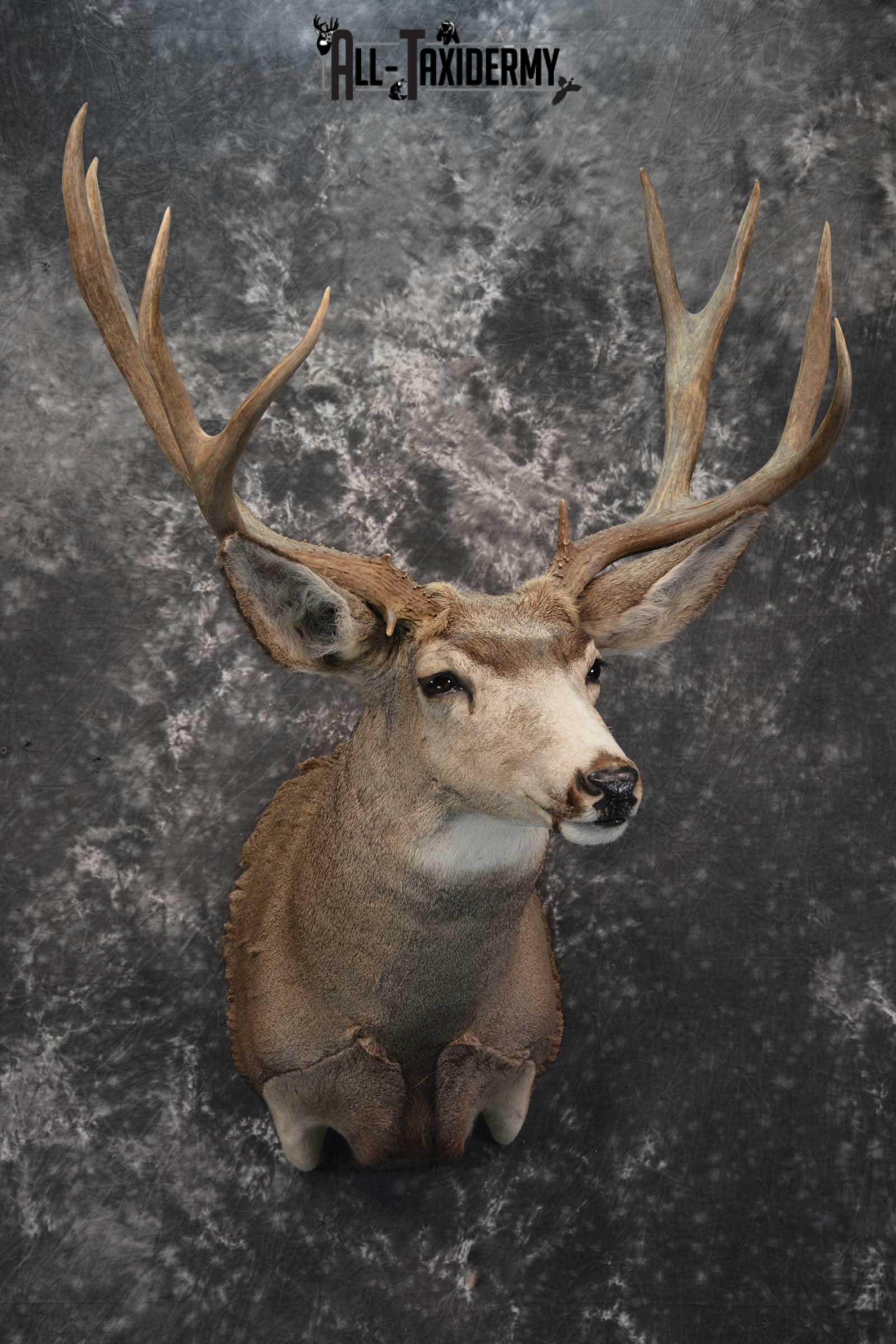 Mule Deer Taxidermy Shoulder Mount for sale SKU 1808