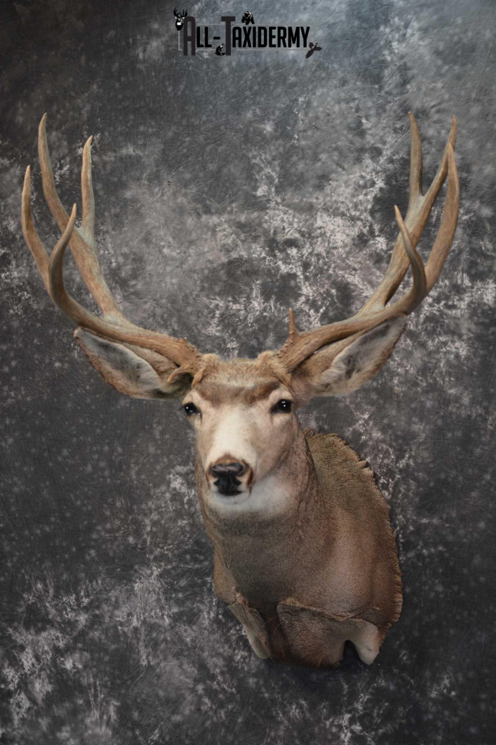 Mule Deer Taxidermy Shoulder Mount for sale SKU 1808 - Image 8