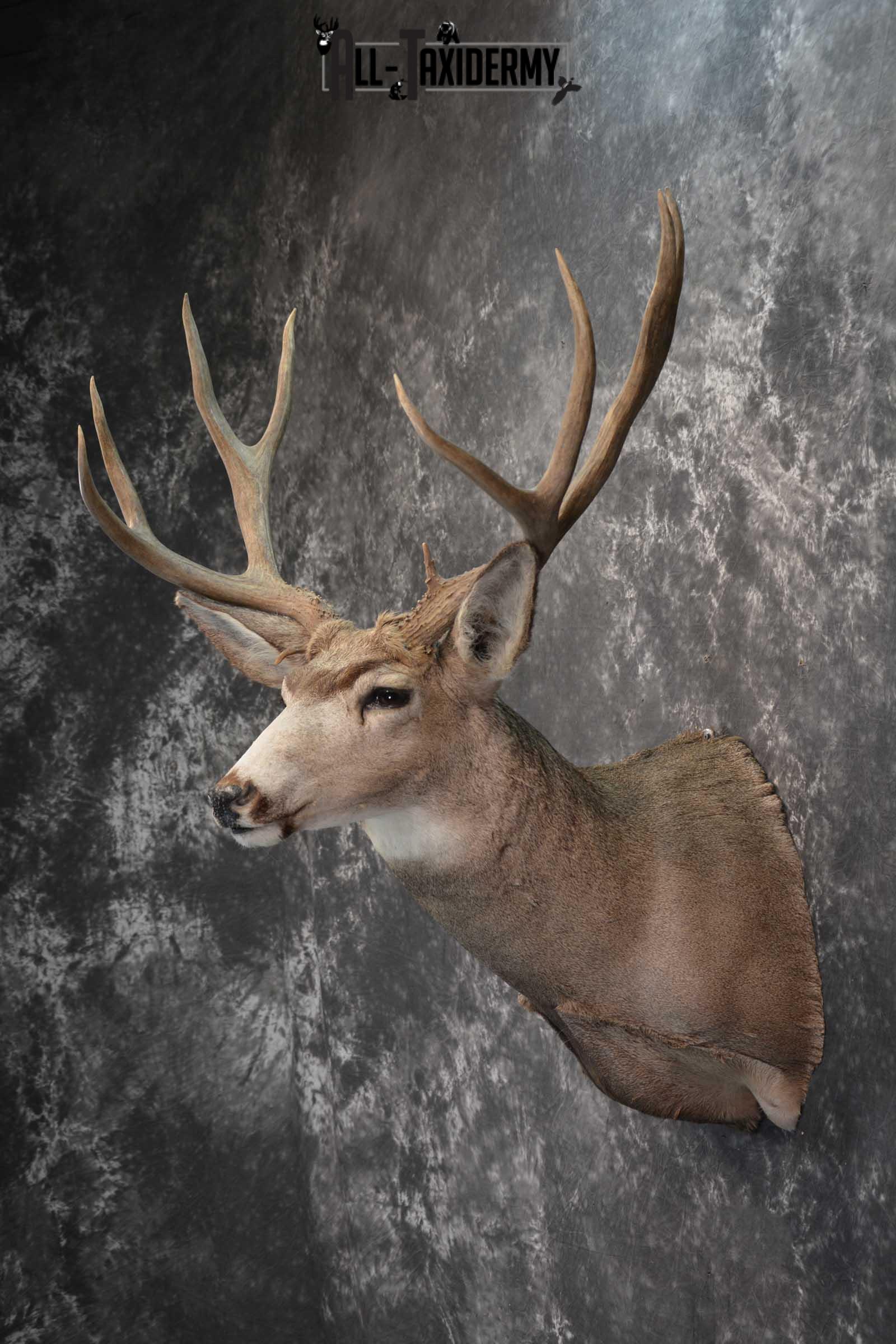 Mule Deer Taxidermy Shoulder Mount for sale SKU 1808 - Image 7