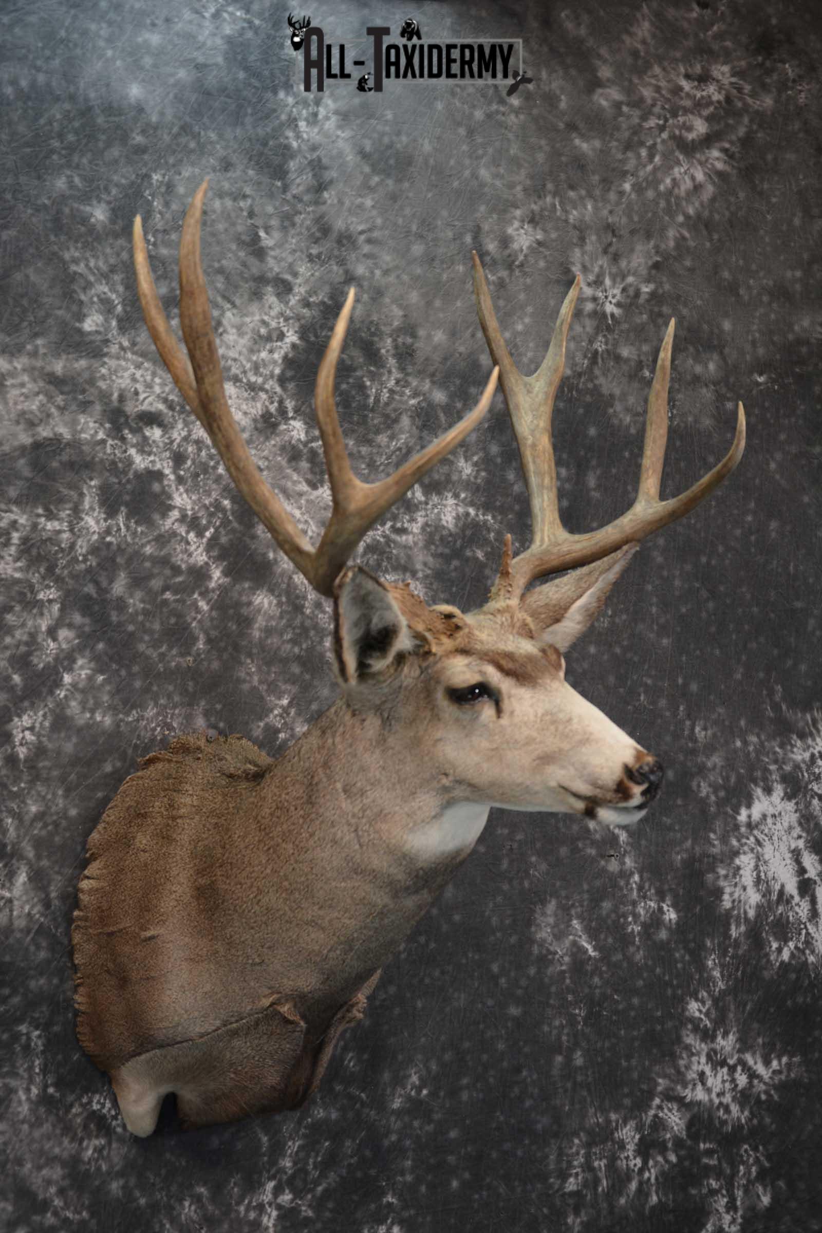 Mule Deer Taxidermy Shoulder Mount for sale SKU 1808 - Image 6