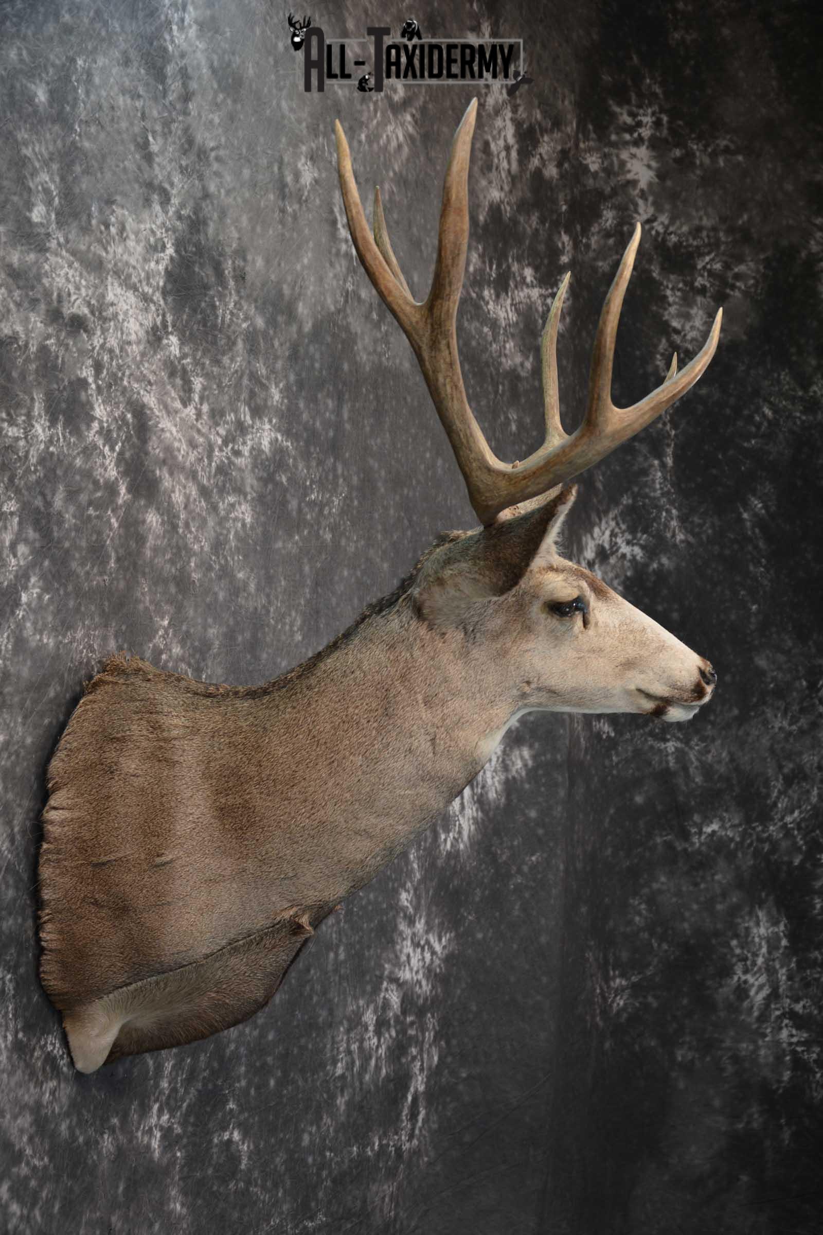 Mule Deer Taxidermy Shoulder Mount for sale SKU 1808 - Image 5