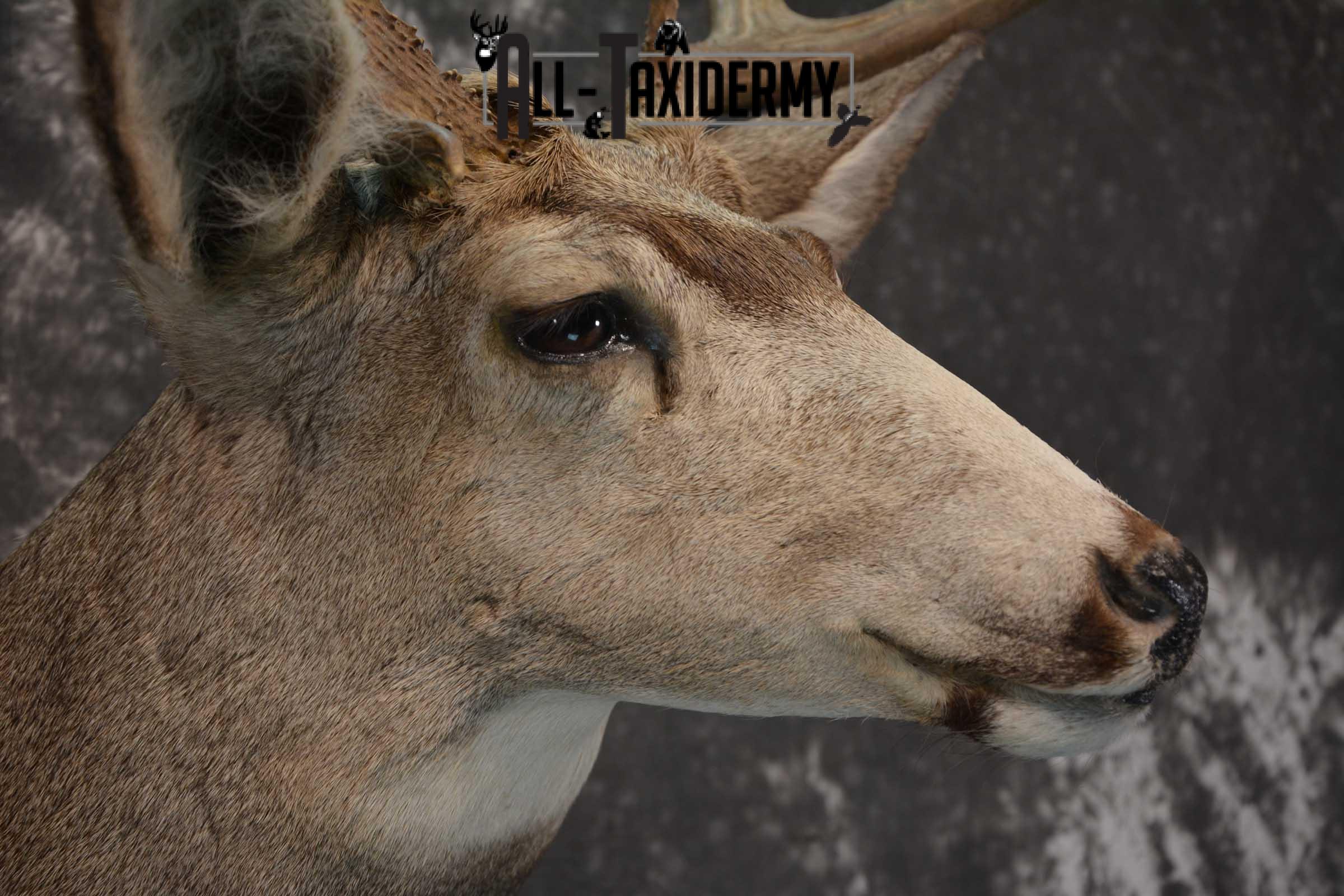 Mule Deer Taxidermy Shoulder Mount for sale SKU 1808 - Image 4