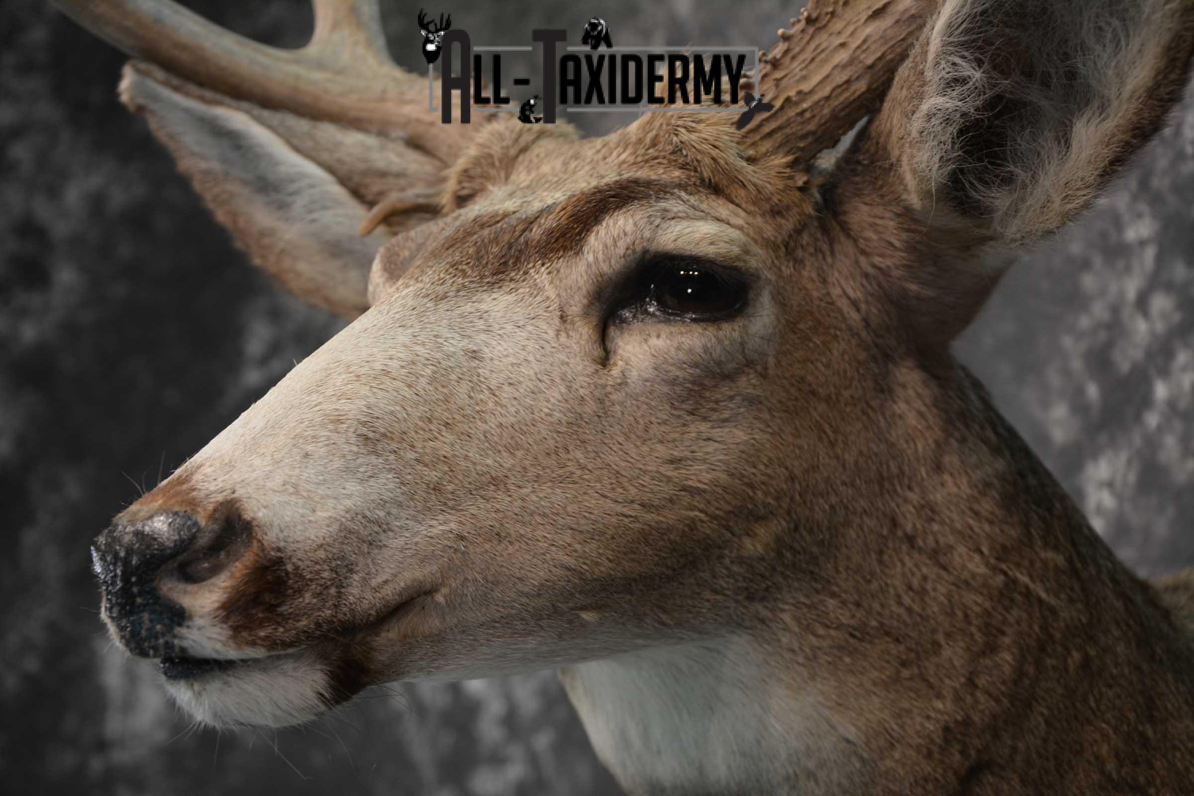Mule Deer Taxidermy Shoulder Mount for sale SKU 1808 - Image 3