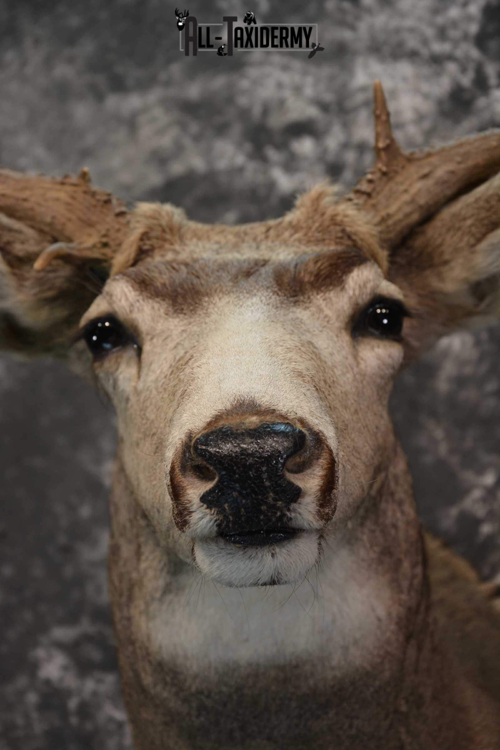 Mule Deer Taxidermy Shoulder Mount for sale SKU 1808 - Image 2