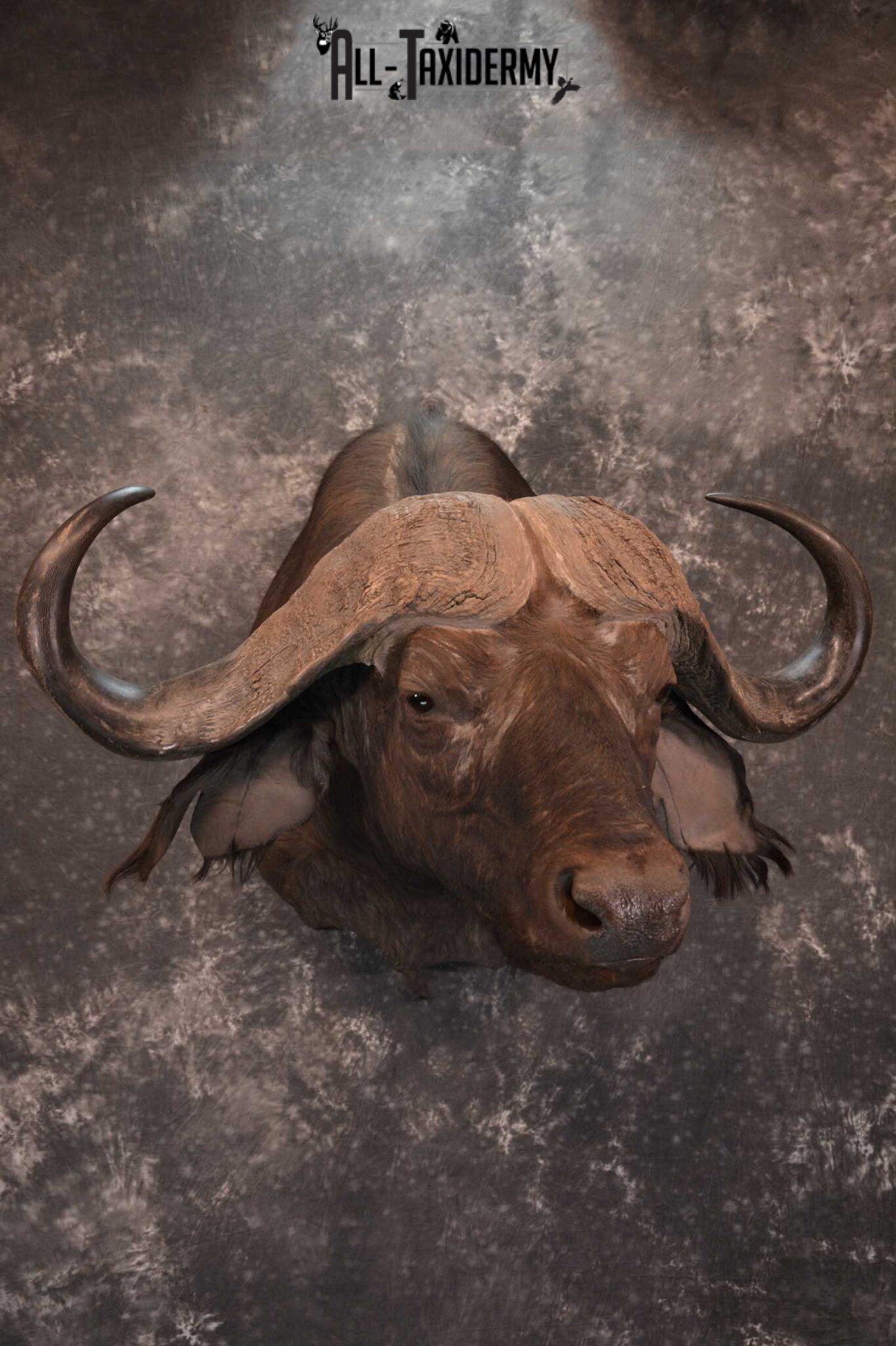 African Cape Buffalo Shoulder Taxidermy Mount for sale SKU 1803 All