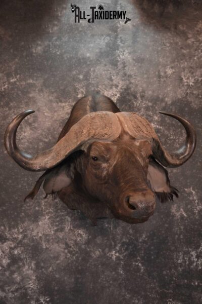 African Cape Buffalo Shoulder Taxidermy Mount for sale SKU 1803