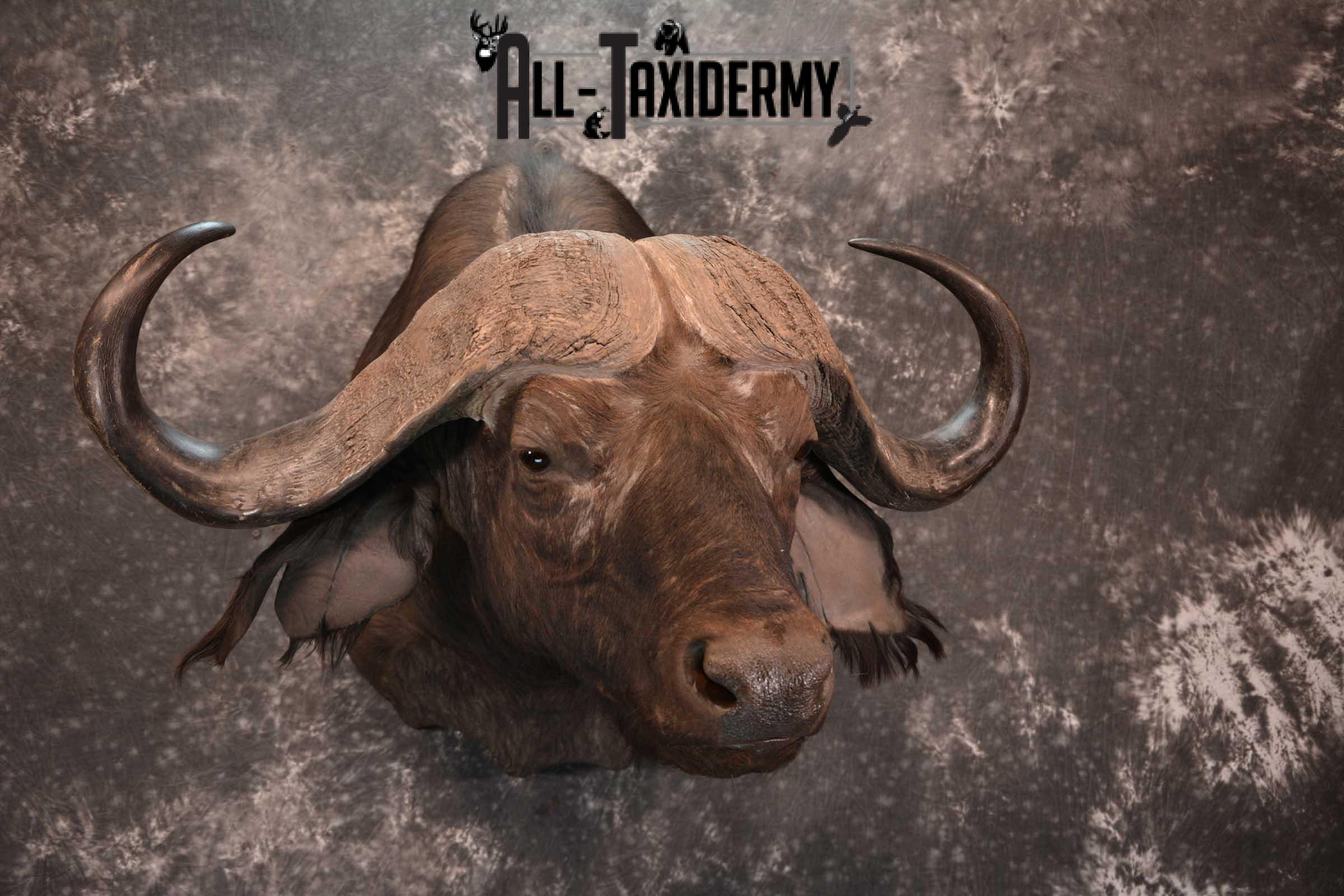 African Cape Buffalo Shoulder Taxidermy Mount for sale SKU 1803 - Image 10