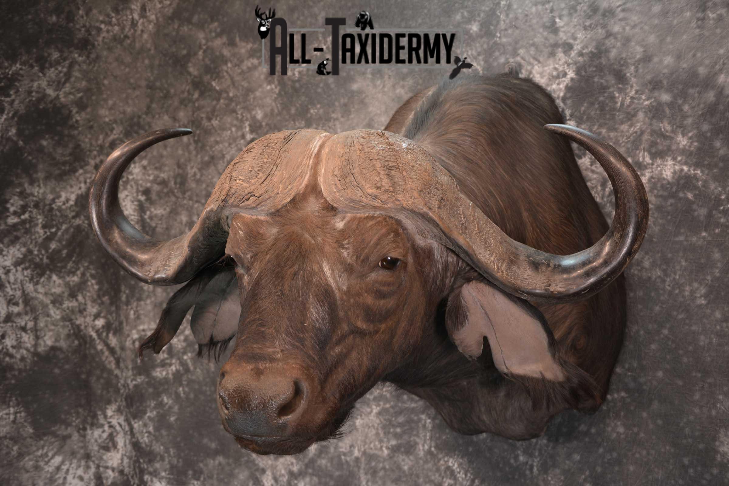 African Cape Buffalo Shoulder Taxidermy Mount for sale SKU 1803 - Image 9