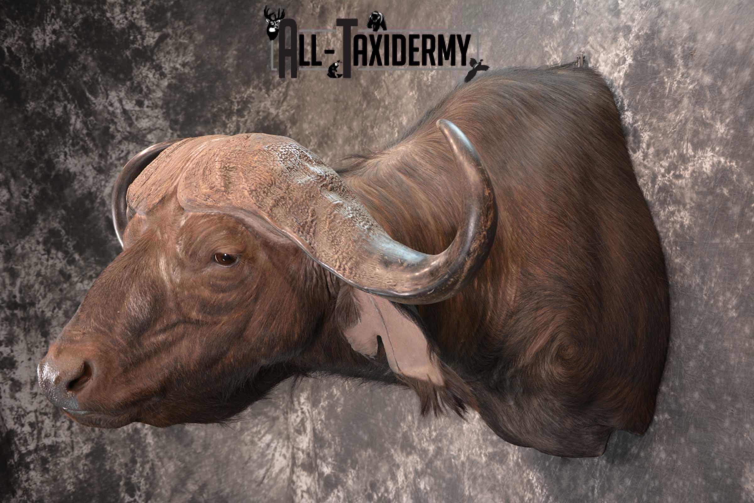 African Cape Buffalo Shoulder Taxidermy Mount for sale SKU 1803 - Image 8