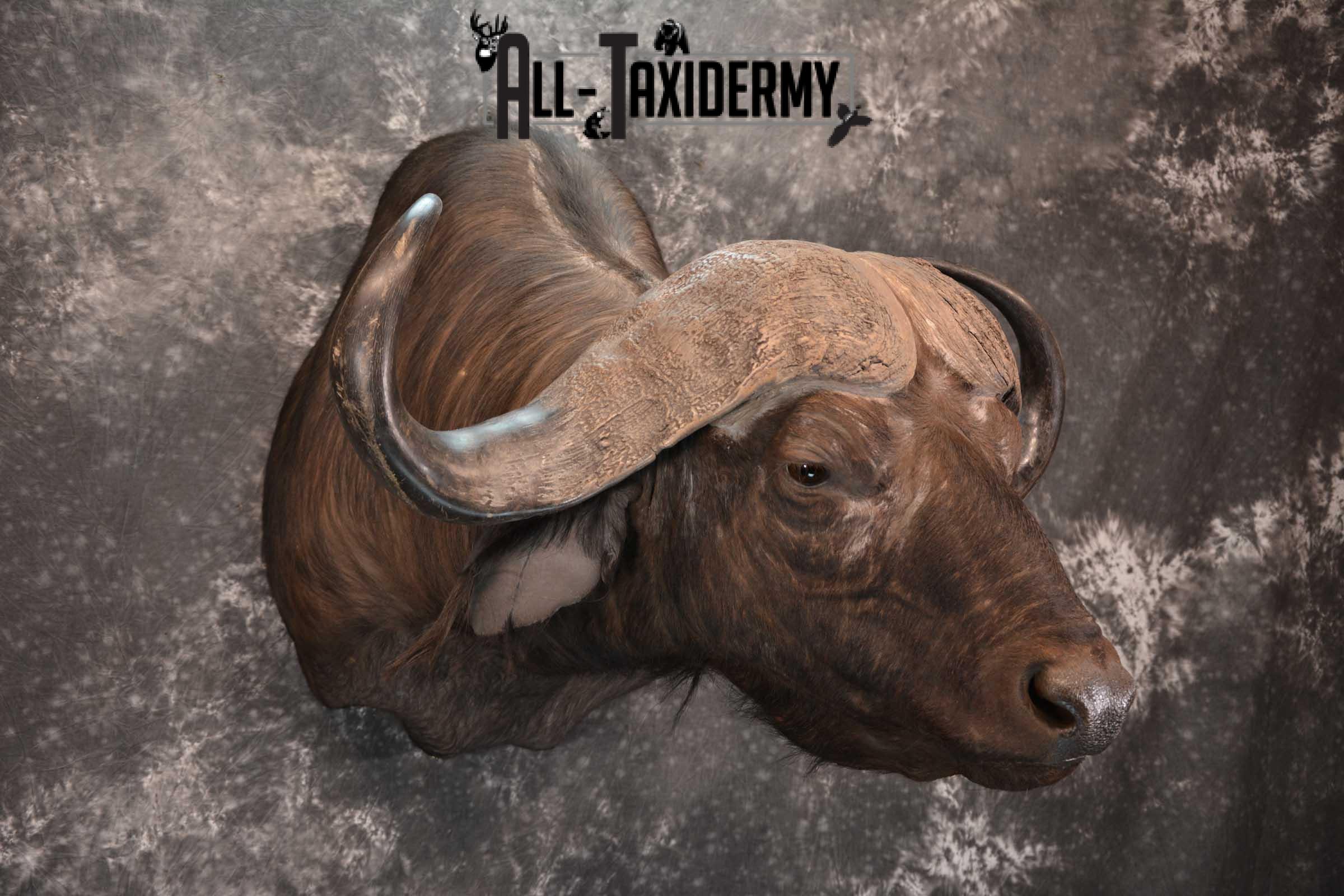 African Cape Buffalo Shoulder Taxidermy Mount for sale SKU 1803 - Image 7