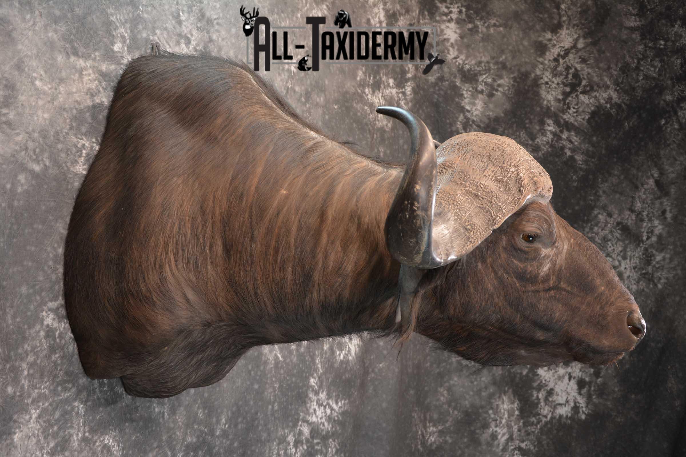 African Cape Buffalo Shoulder Taxidermy Mount for sale SKU 1803 - Image 6