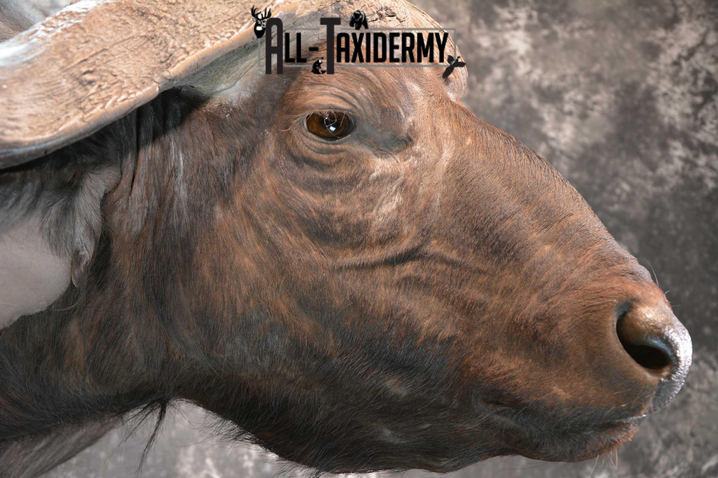 African Cape Buffalo Shoulder Taxidermy Mount for sale SKU 1803 - Image 5