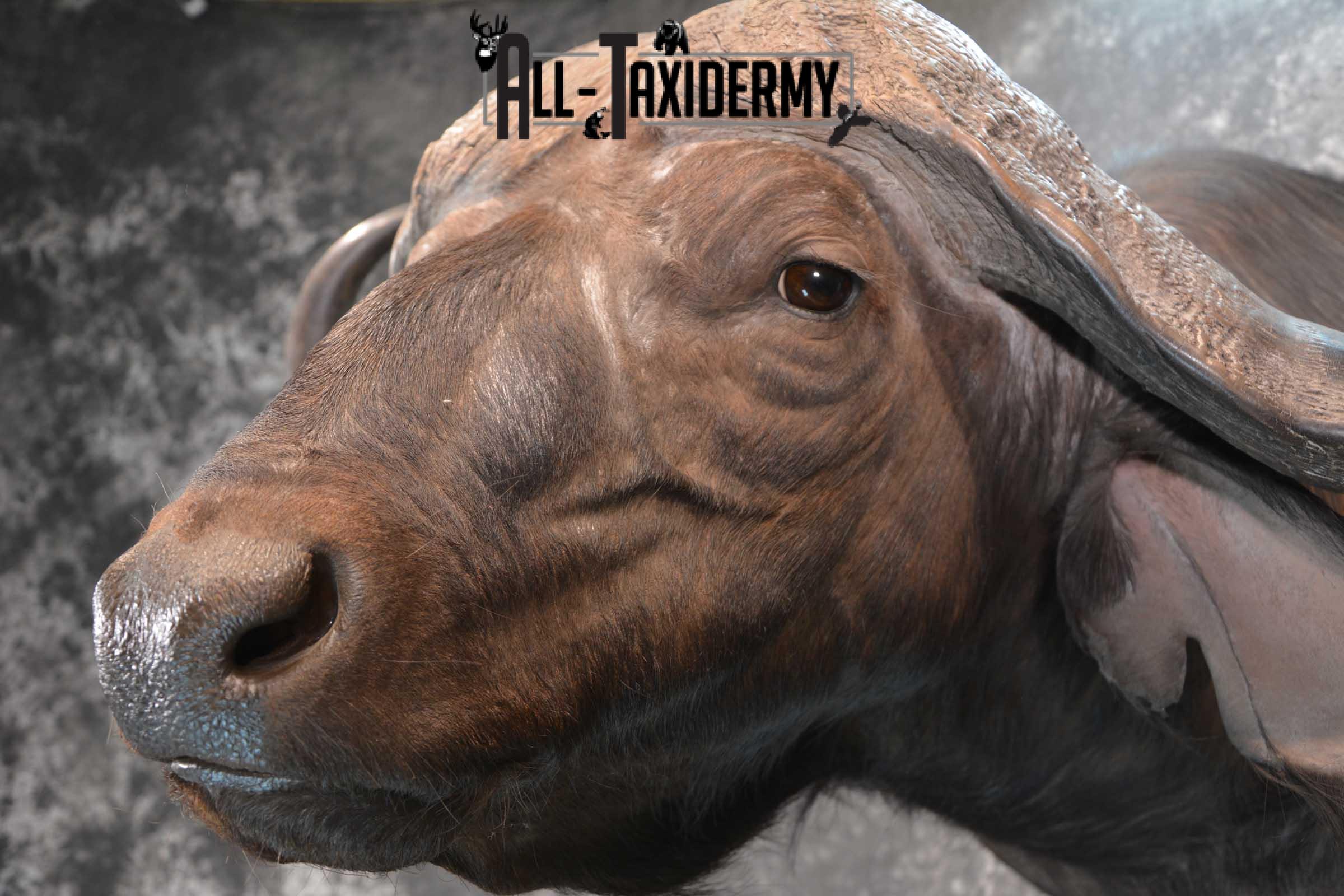 African Cape Buffalo Shoulder Taxidermy Mount for sale SKU 1803 - Image 4