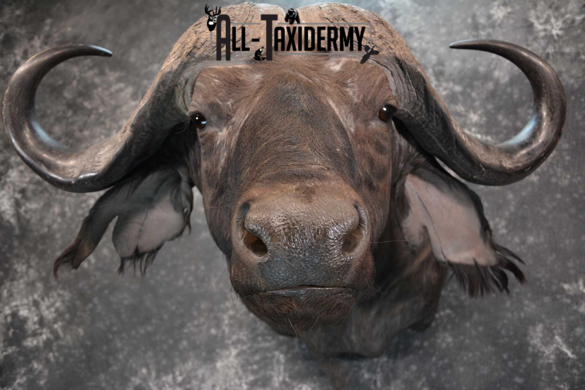 African Cape Buffalo Shoulder Taxidermy Mount for sale SKU 1803 - Image 3