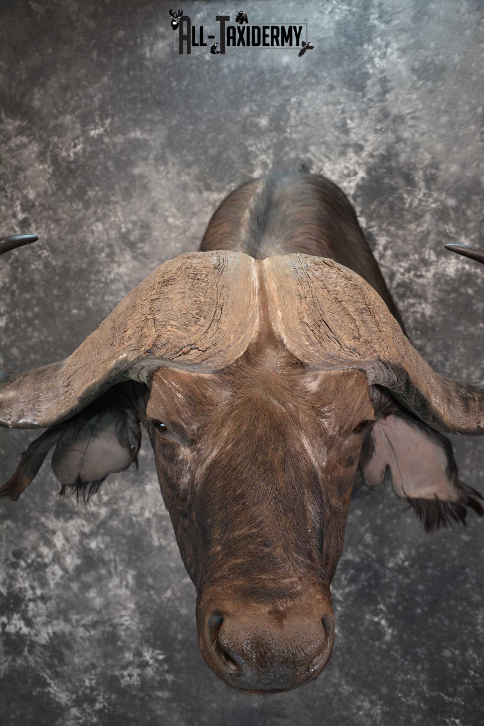 African Cape Buffalo Shoulder Taxidermy Mount for sale SKU 1803 - Image 2