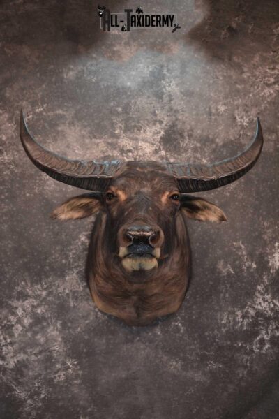Asian Water Buffalo Taxidermy shoulder mount for sale SKU 1758