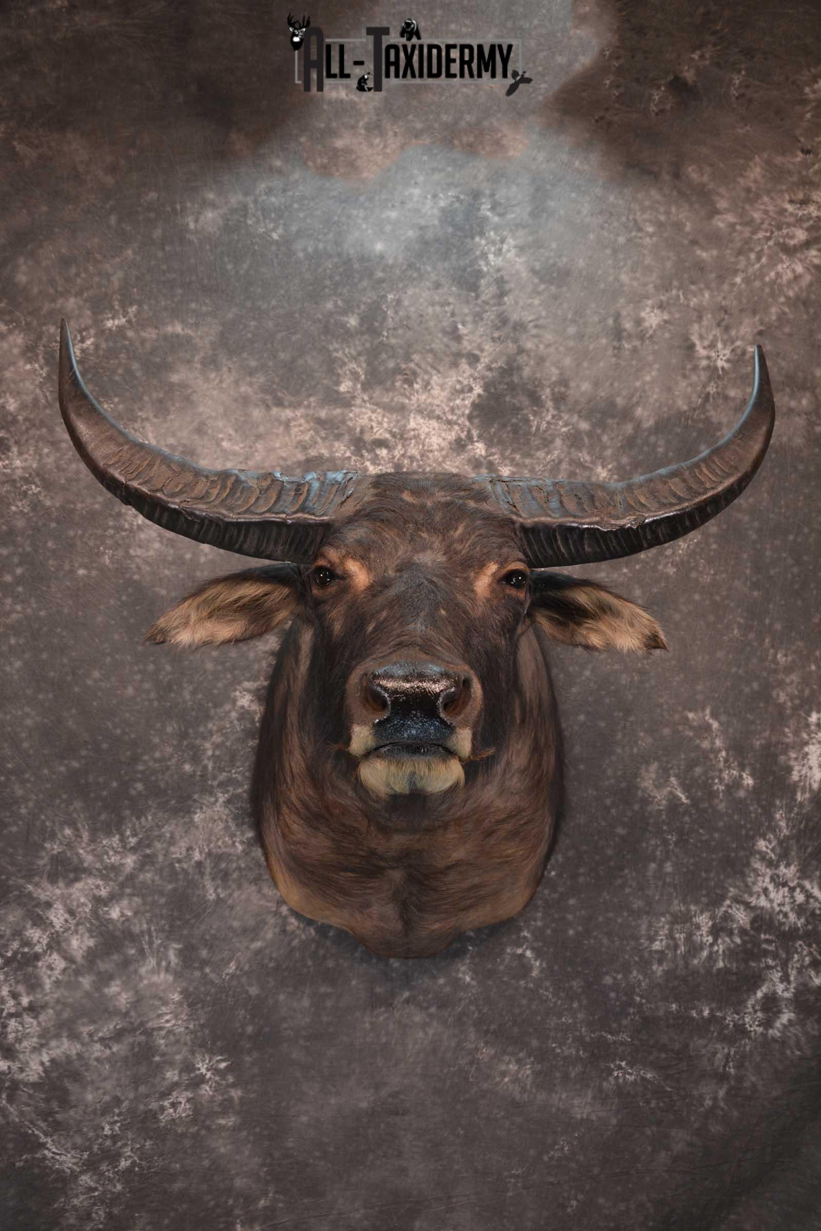 Asian Water Buffalo Taxidermy shoulder mount for sale SKU 1758
