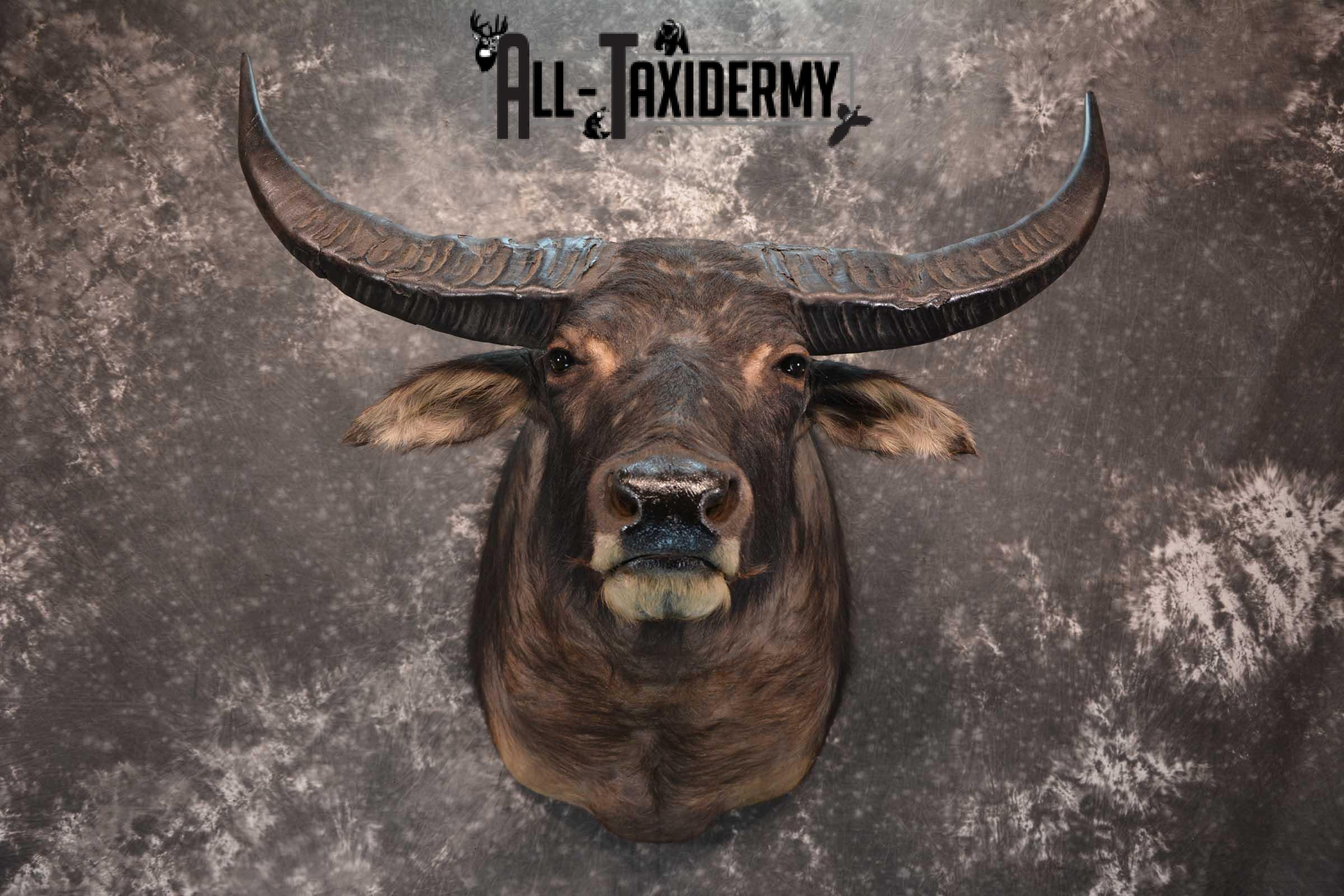 Asian Water Buffalo Taxidermy shoulder mount for sale SKU 1758 - Image 9