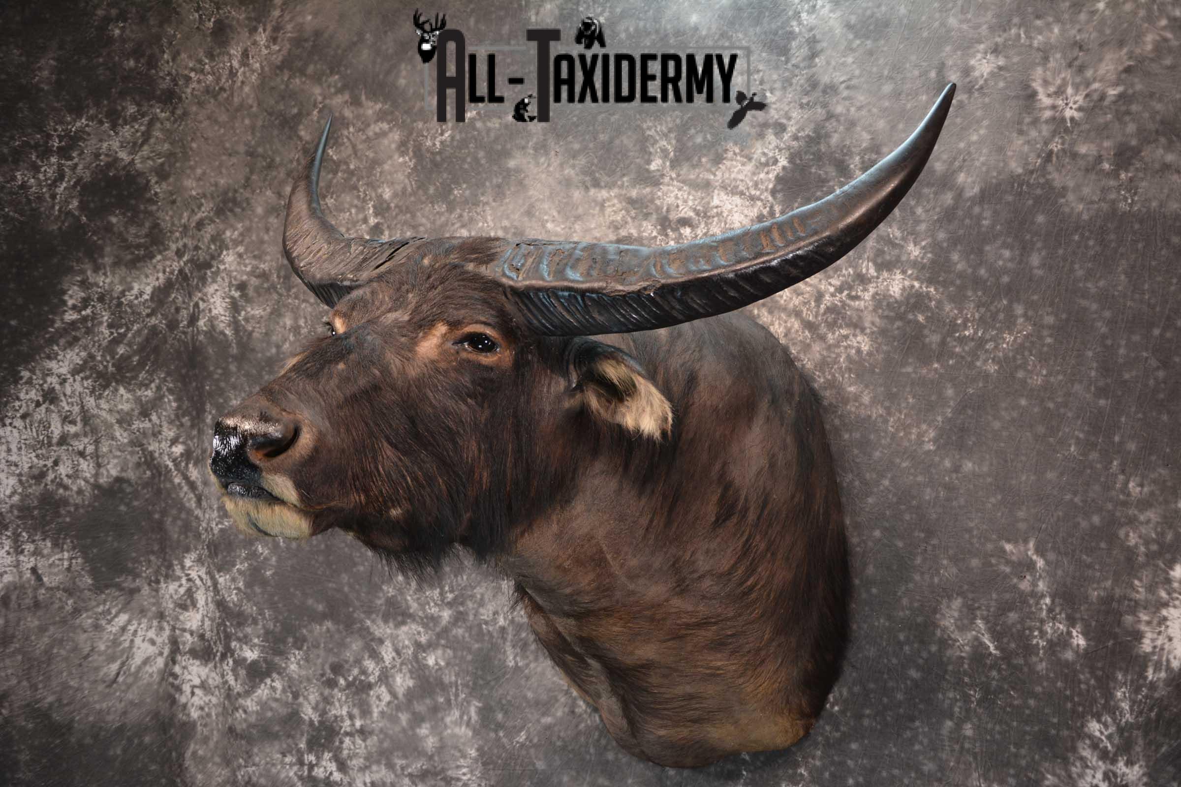 Asian Water Buffalo Taxidermy shoulder mount for sale SKU 1758 - Image 8