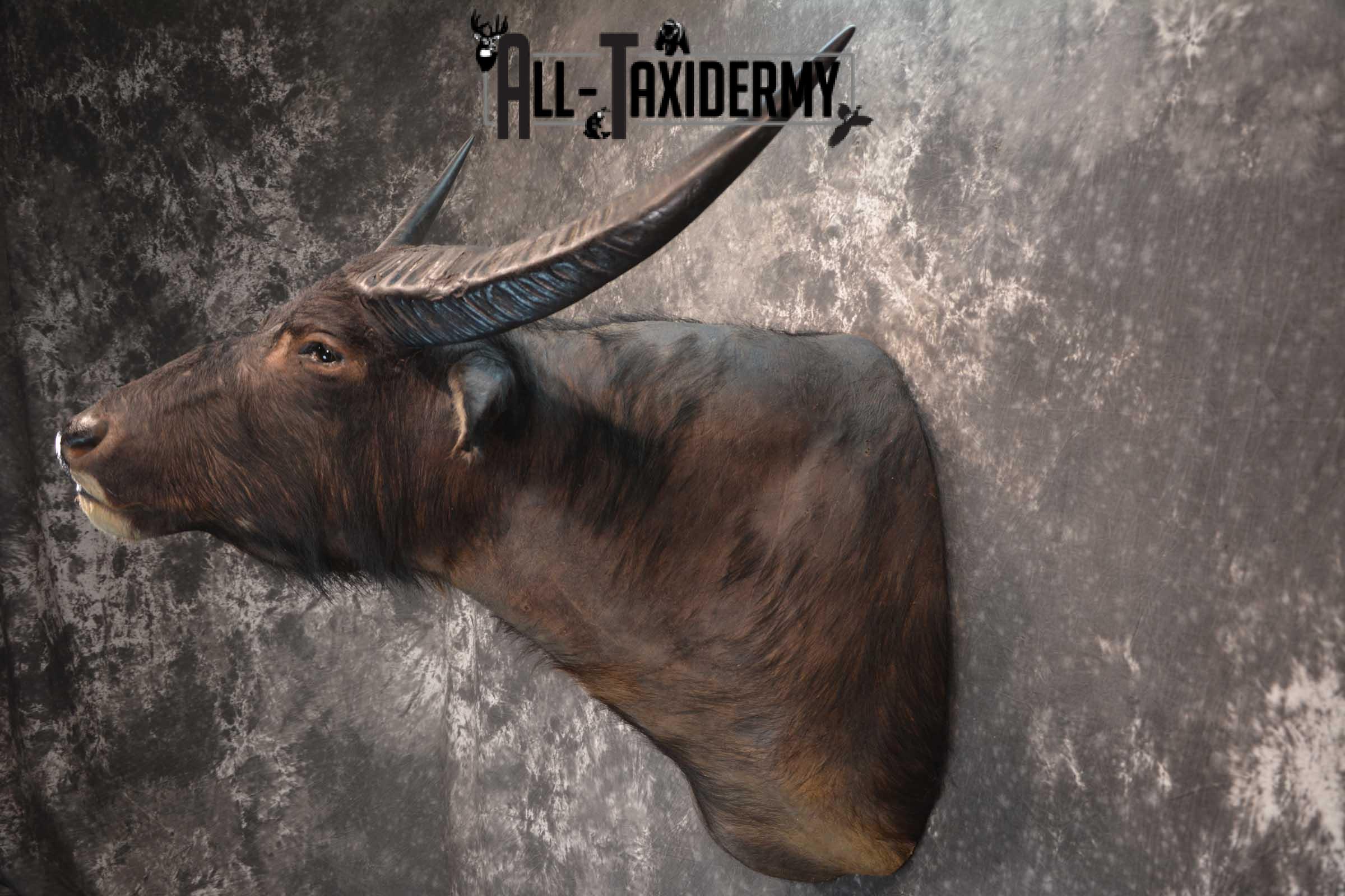 Asian Water Buffalo Taxidermy shoulder mount for sale SKU 1758 - Image 7