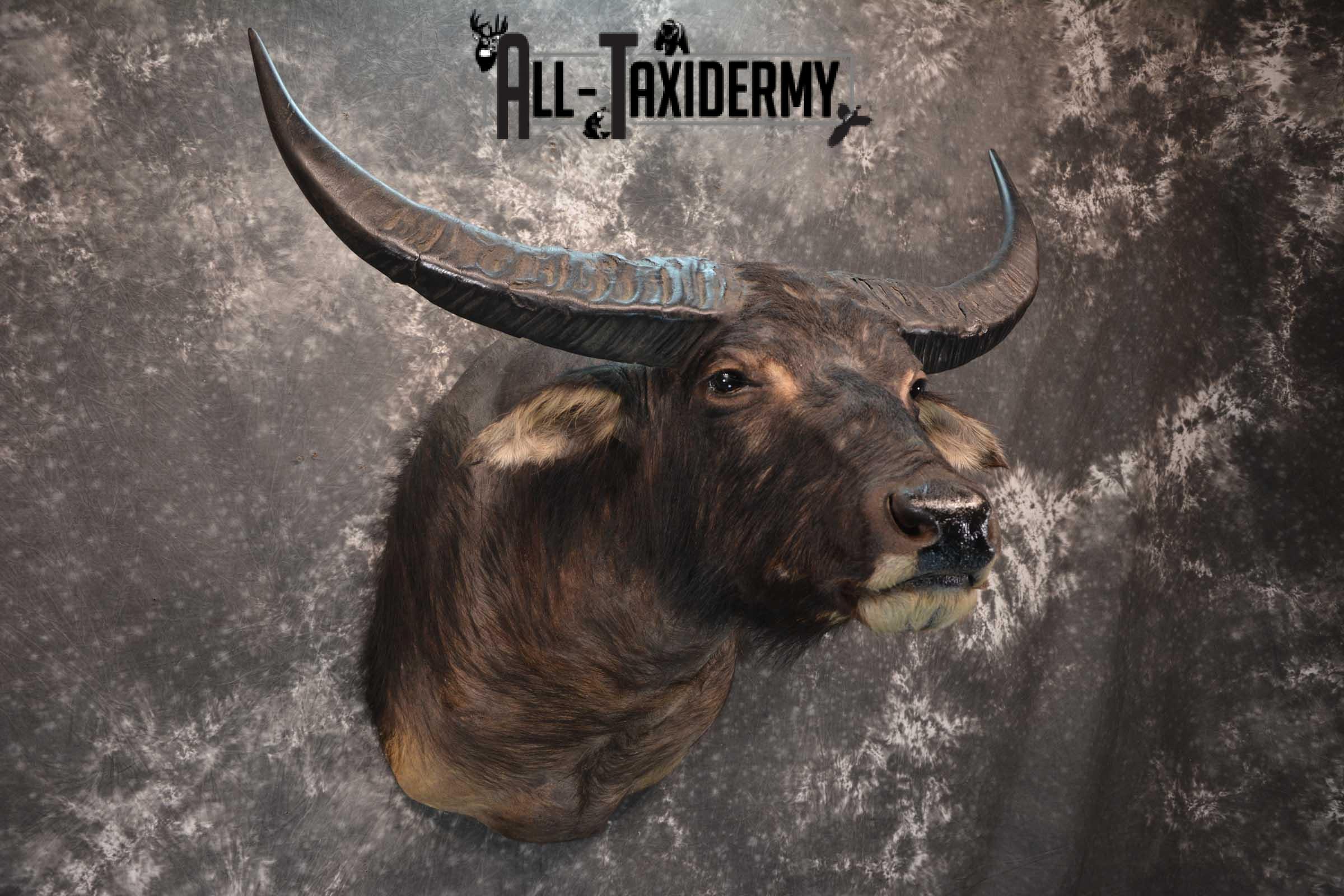 Asian Water Buffalo Taxidermy shoulder mount for sale SKU 1758 - Image 6