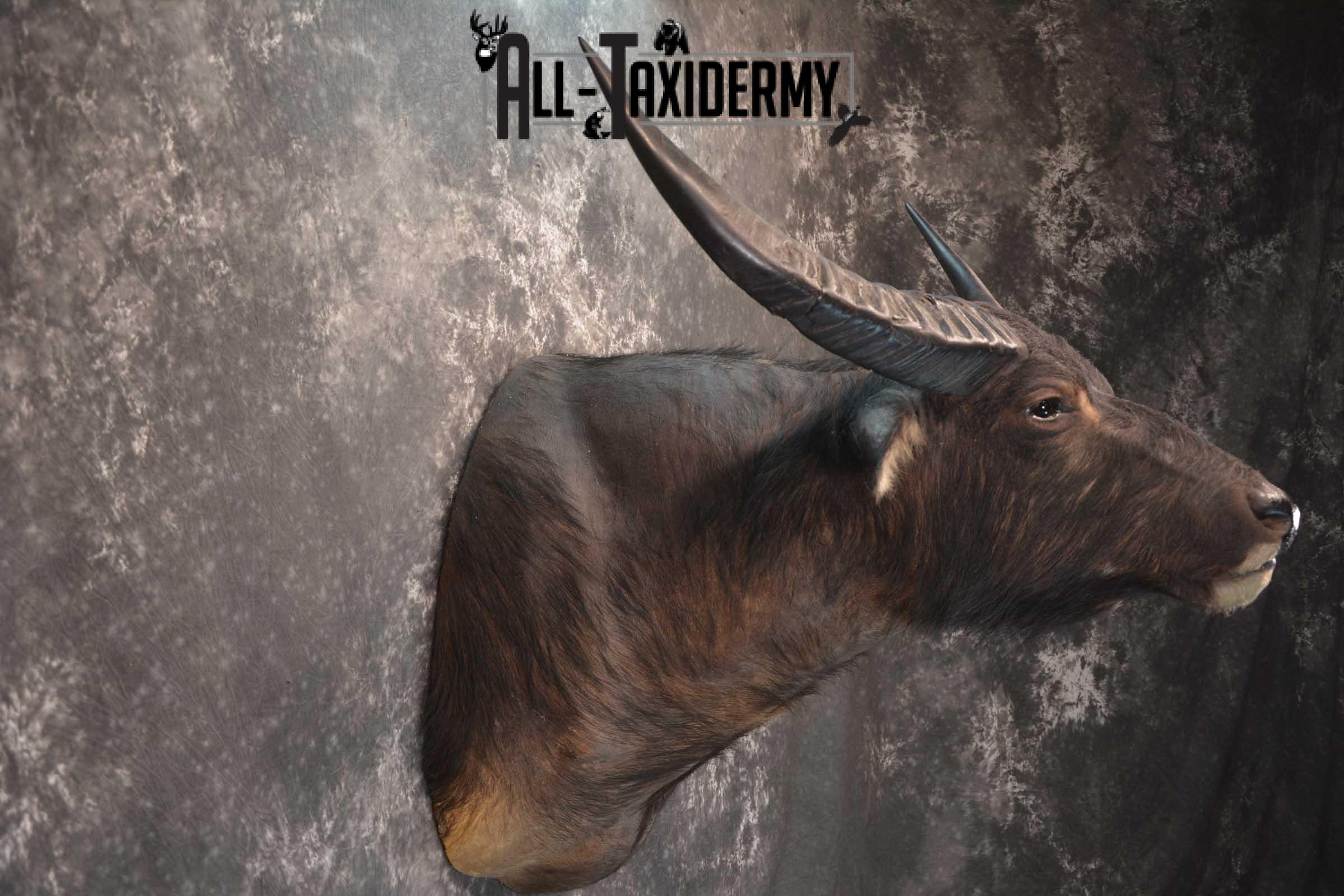 Asian Water Buffalo Taxidermy shoulder mount for sale SKU 1758 - Image 5