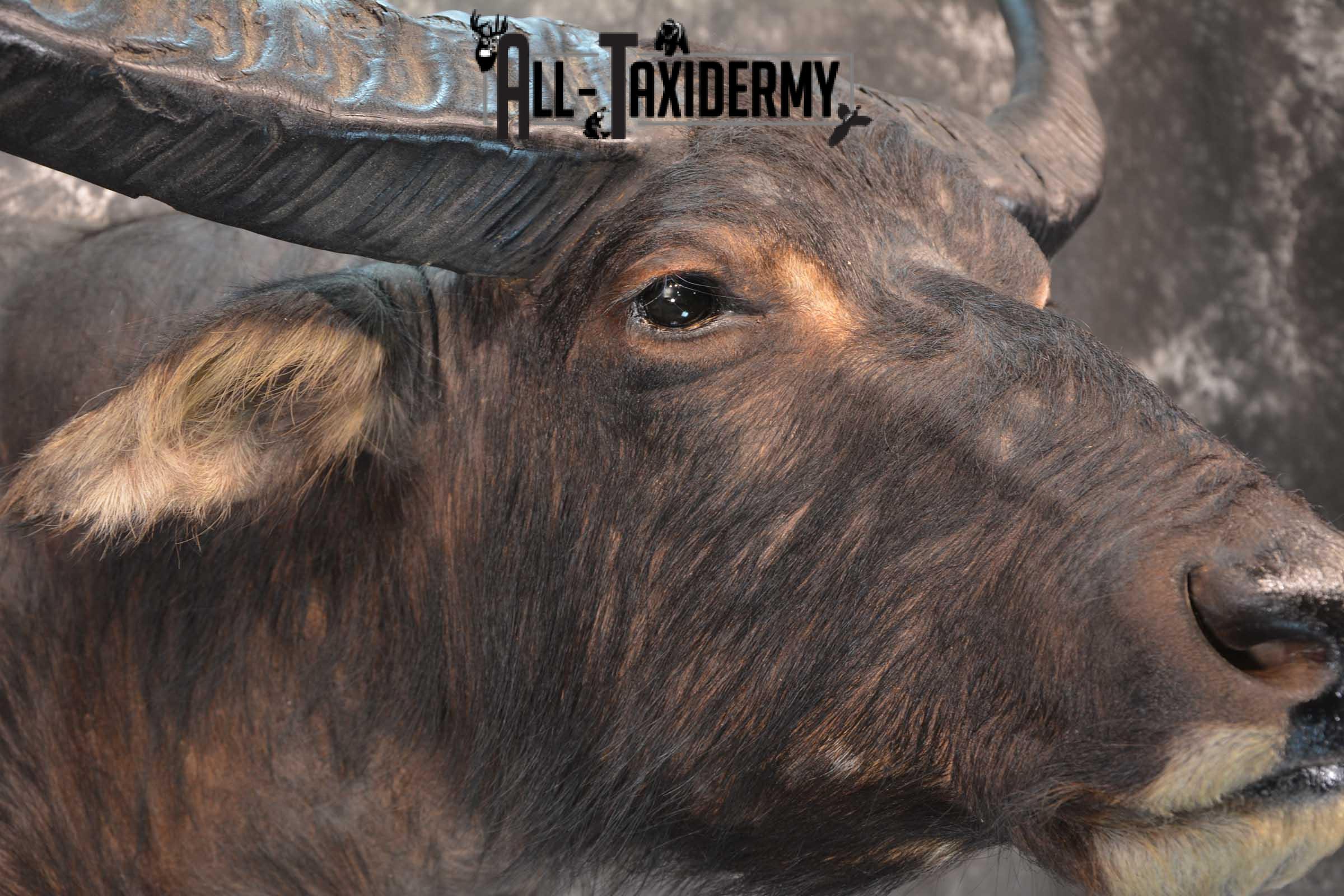 Asian Water Buffalo Taxidermy shoulder mount for sale SKU 1758 - Image 4