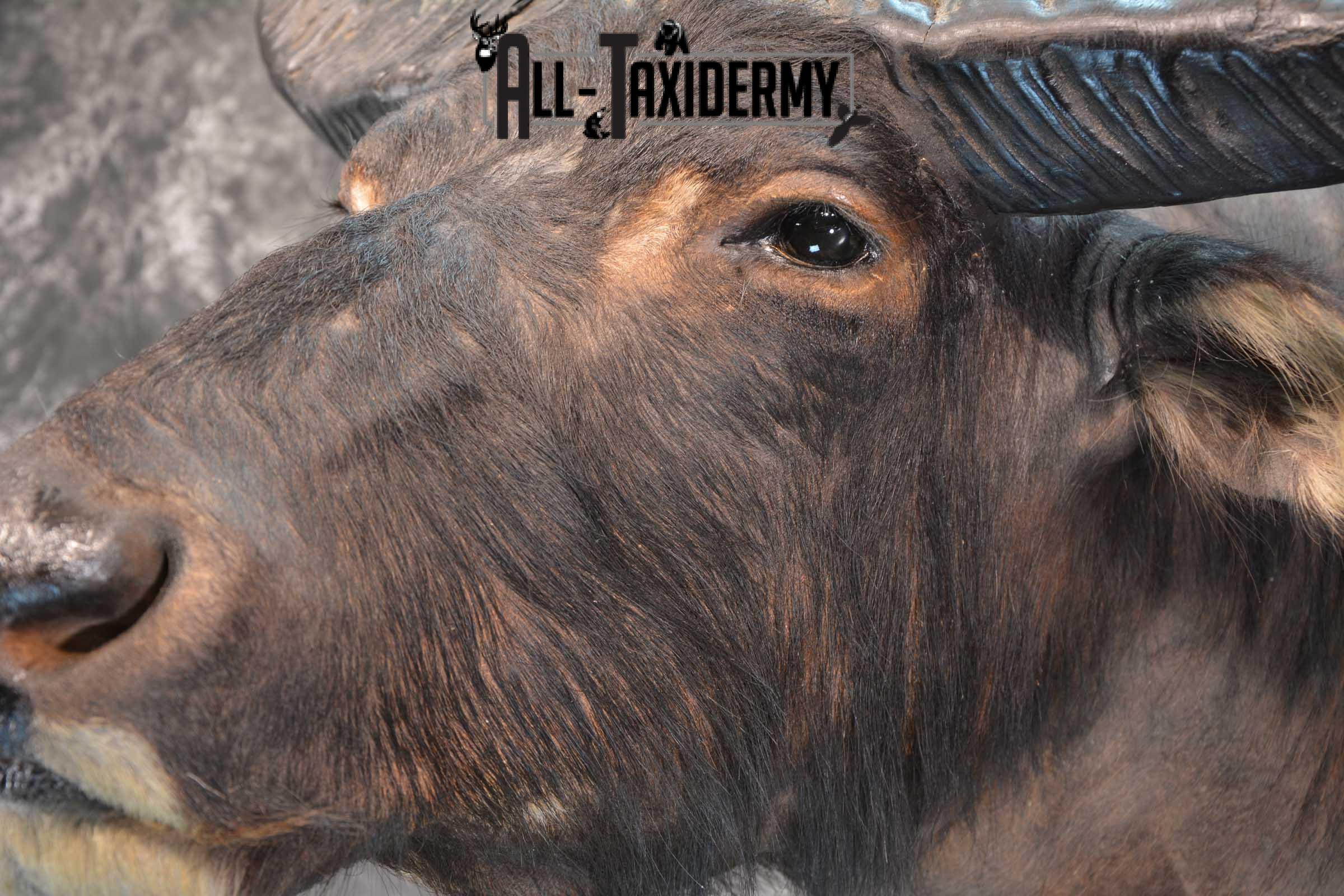 Asian Water Buffalo Taxidermy shoulder mount for sale SKU 1758 - Image 3