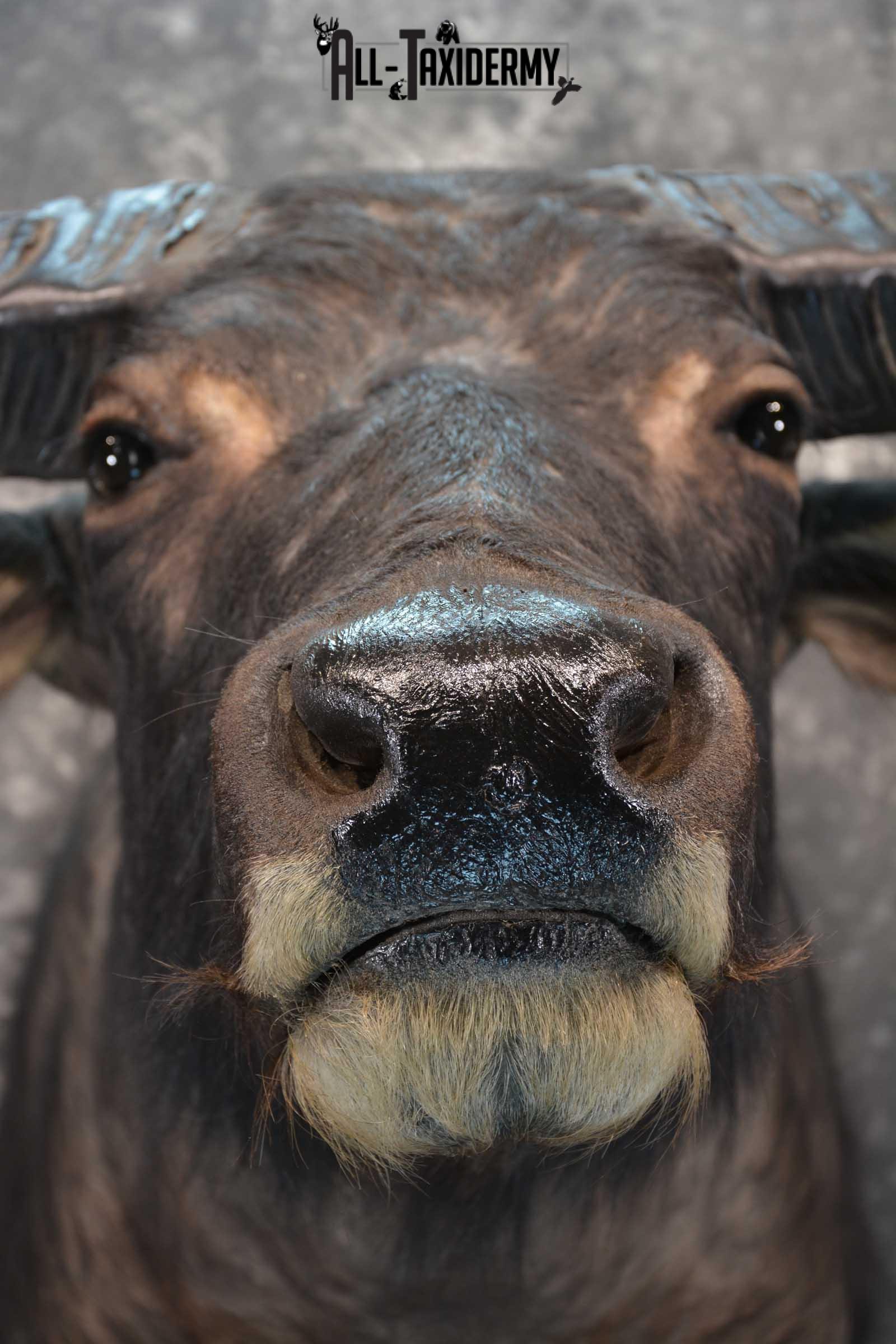 Asian Water Buffalo Taxidermy shoulder mount for sale SKU 1758 - Image 2