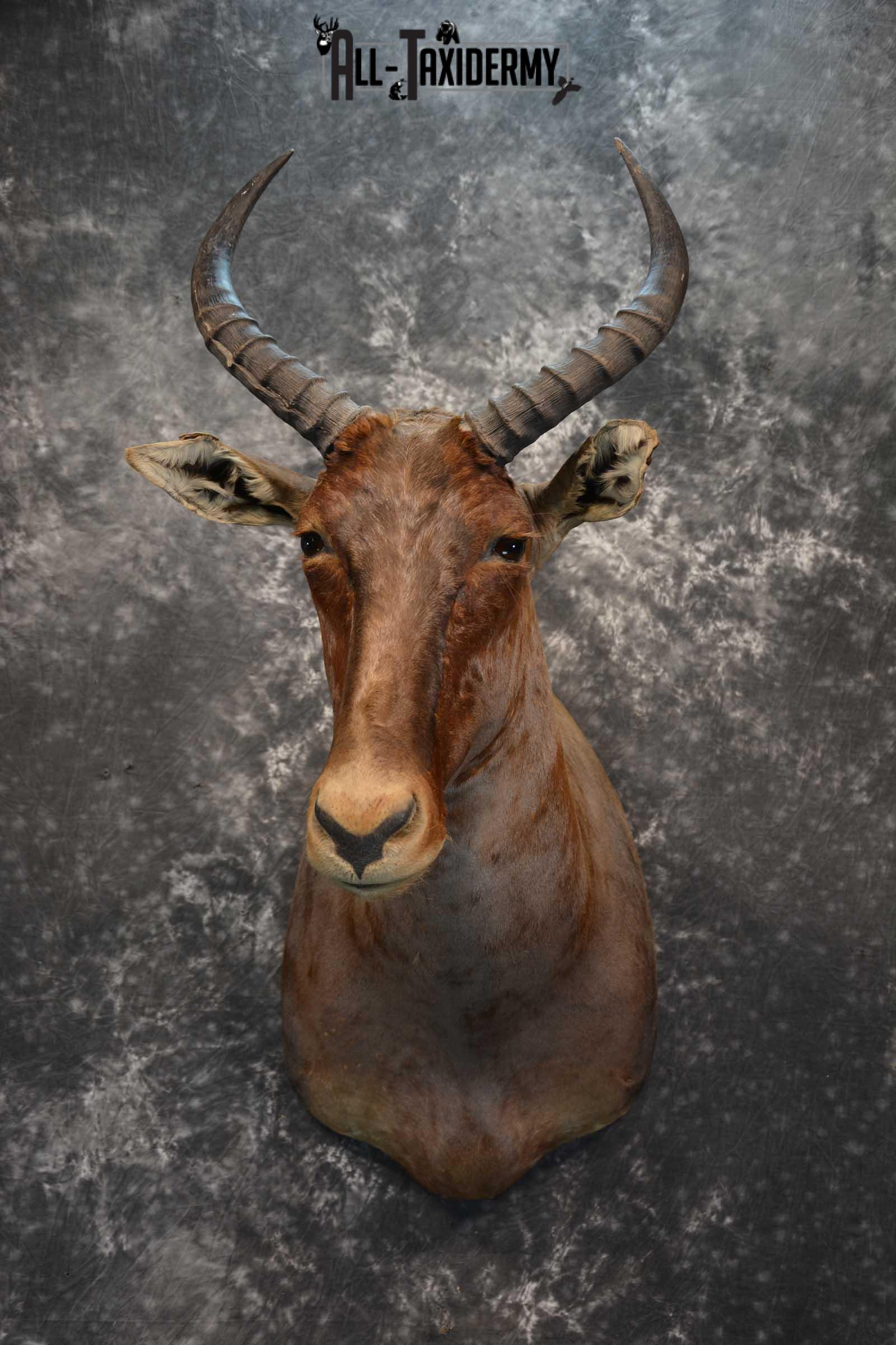 African Tsessebe Taxidermy Mount for sale SKU 1759