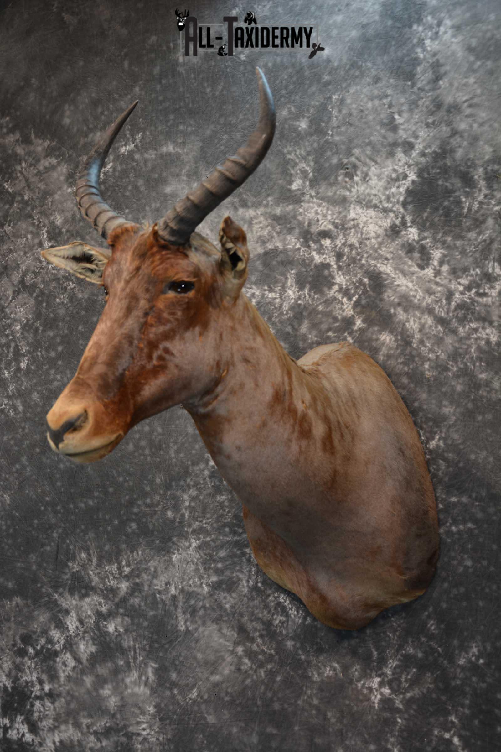 African Tsessebe Taxidermy Mount for sale SKU 1759 - Image 8