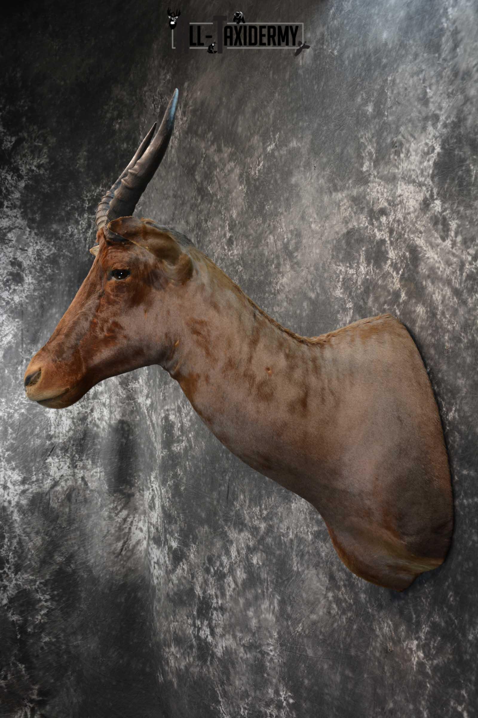 African Tsessebe Taxidermy Mount for sale SKU 1759 - Image 7
