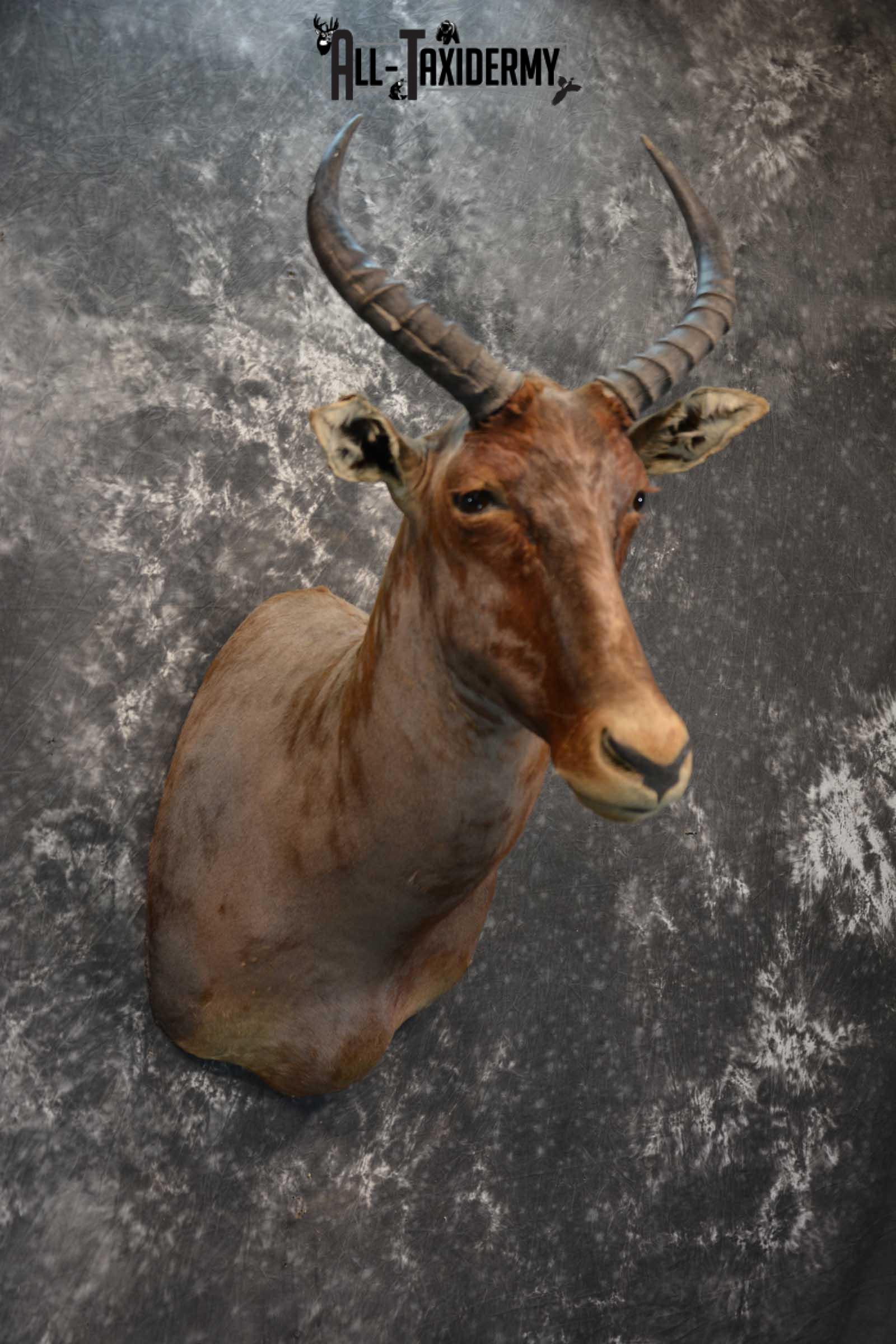 African Tsessebe Taxidermy Mount for sale SKU 1759 - Image 6