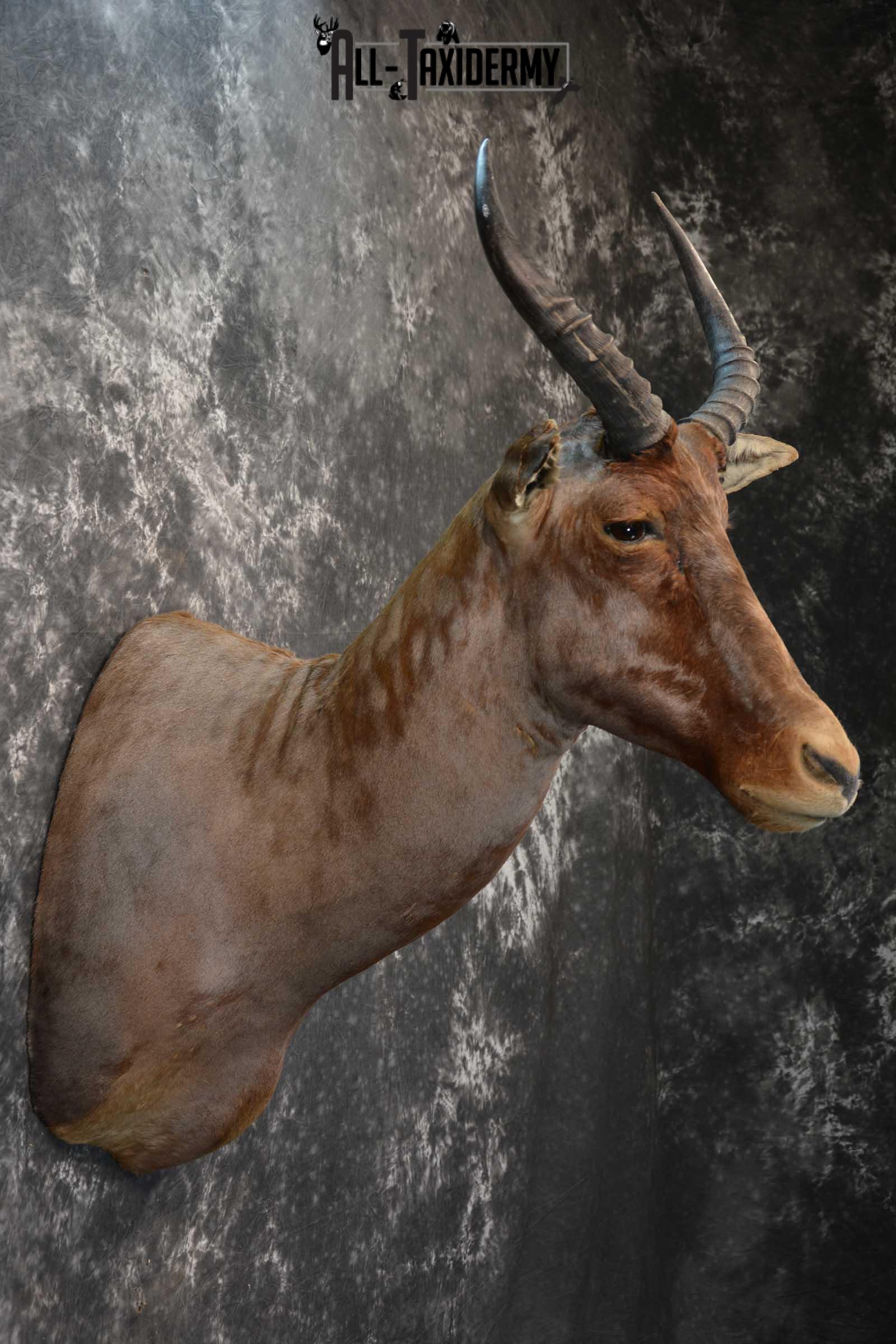 African Tsessebe Taxidermy Mount for sale SKU 1759 - Image 5