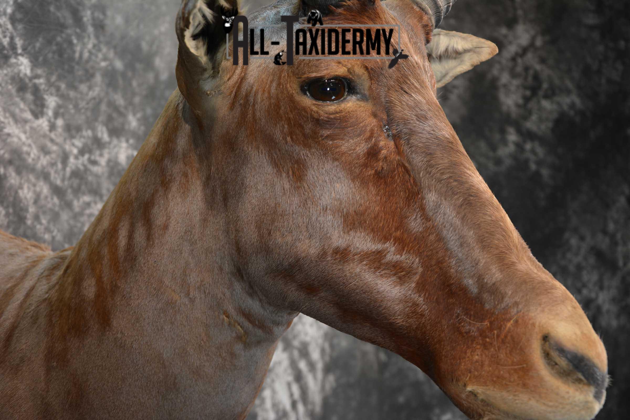 African Tsessebe Taxidermy Mount for sale SKU 1759 - Image 4