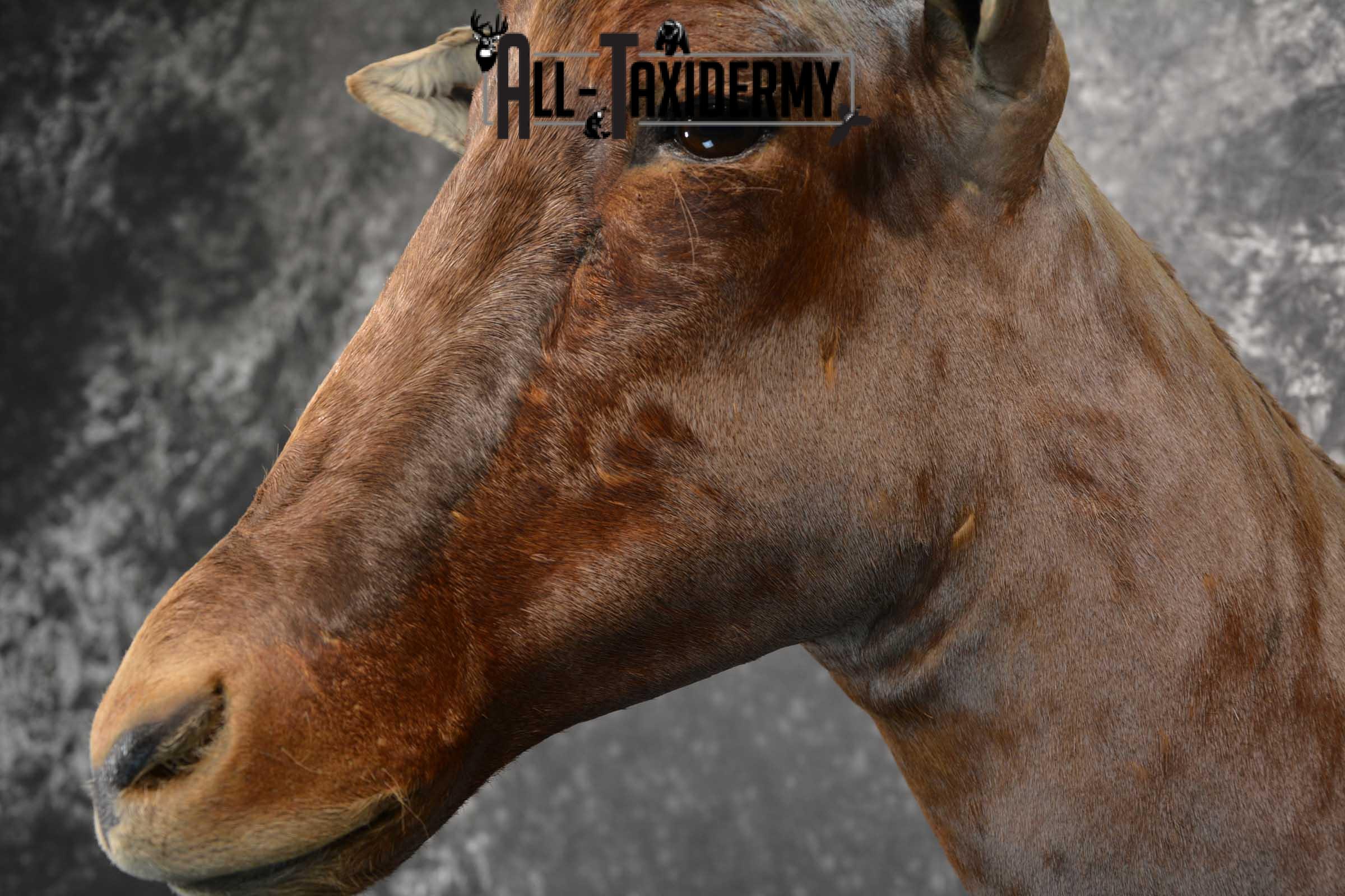 African Tsessebe Taxidermy Mount for sale SKU 1759 - Image 3