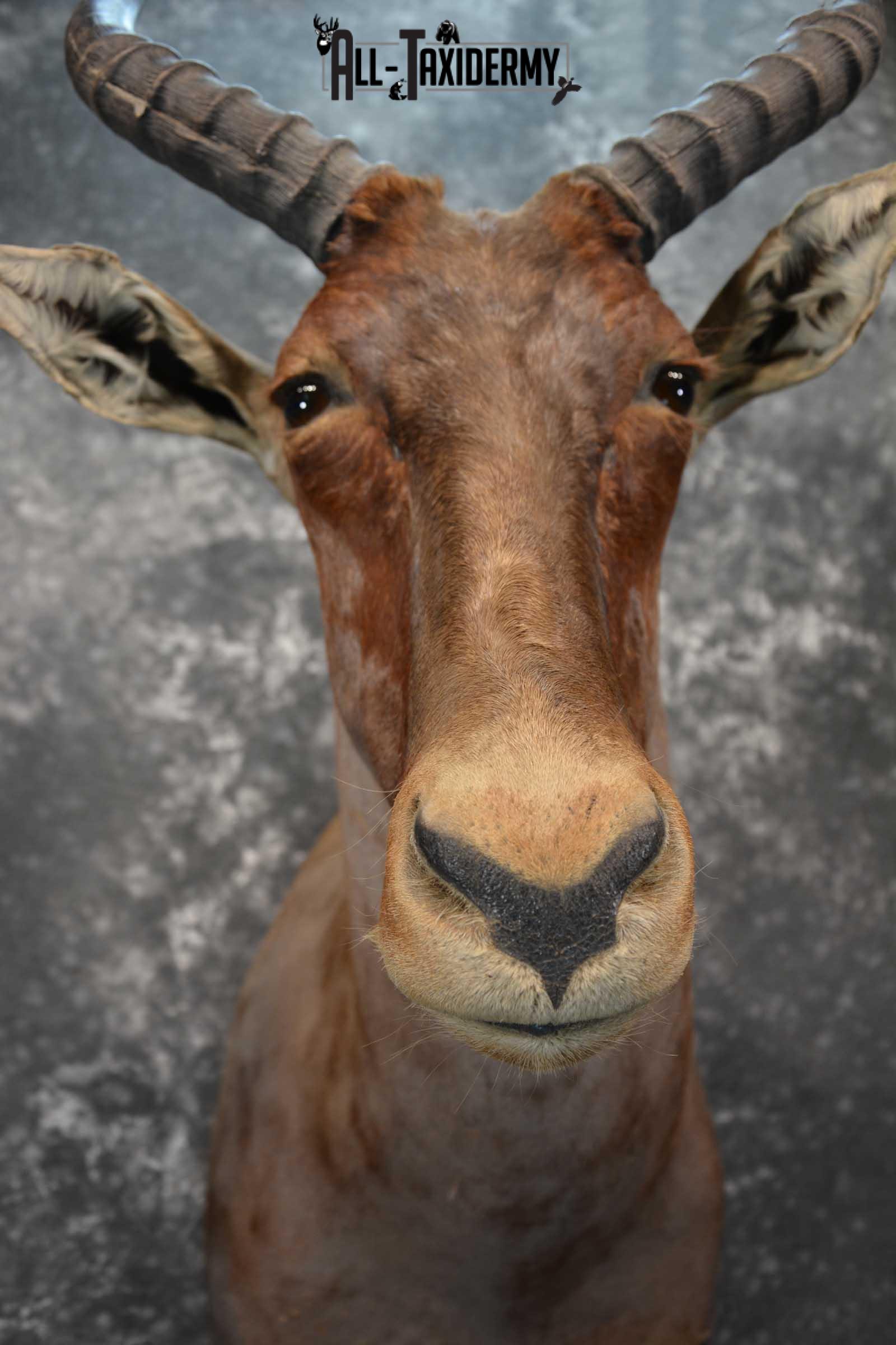 African Tsessebe Taxidermy Mount for sale SKU 1759 - Image 2