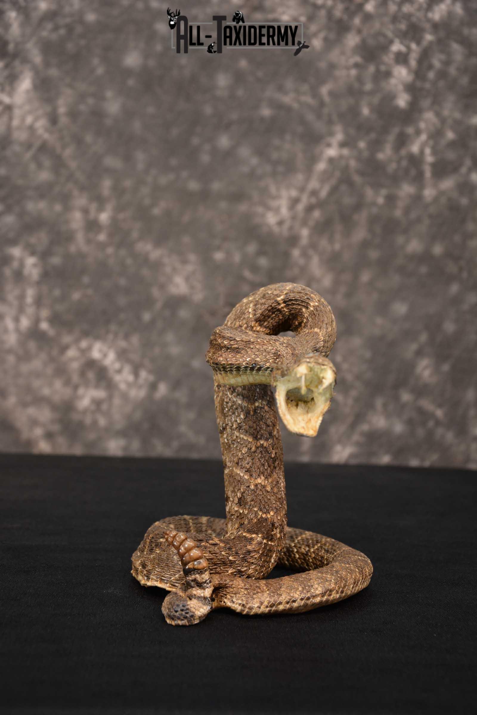 Diamondback Rattle Snake Taxidermy mount for sale SKU 1744