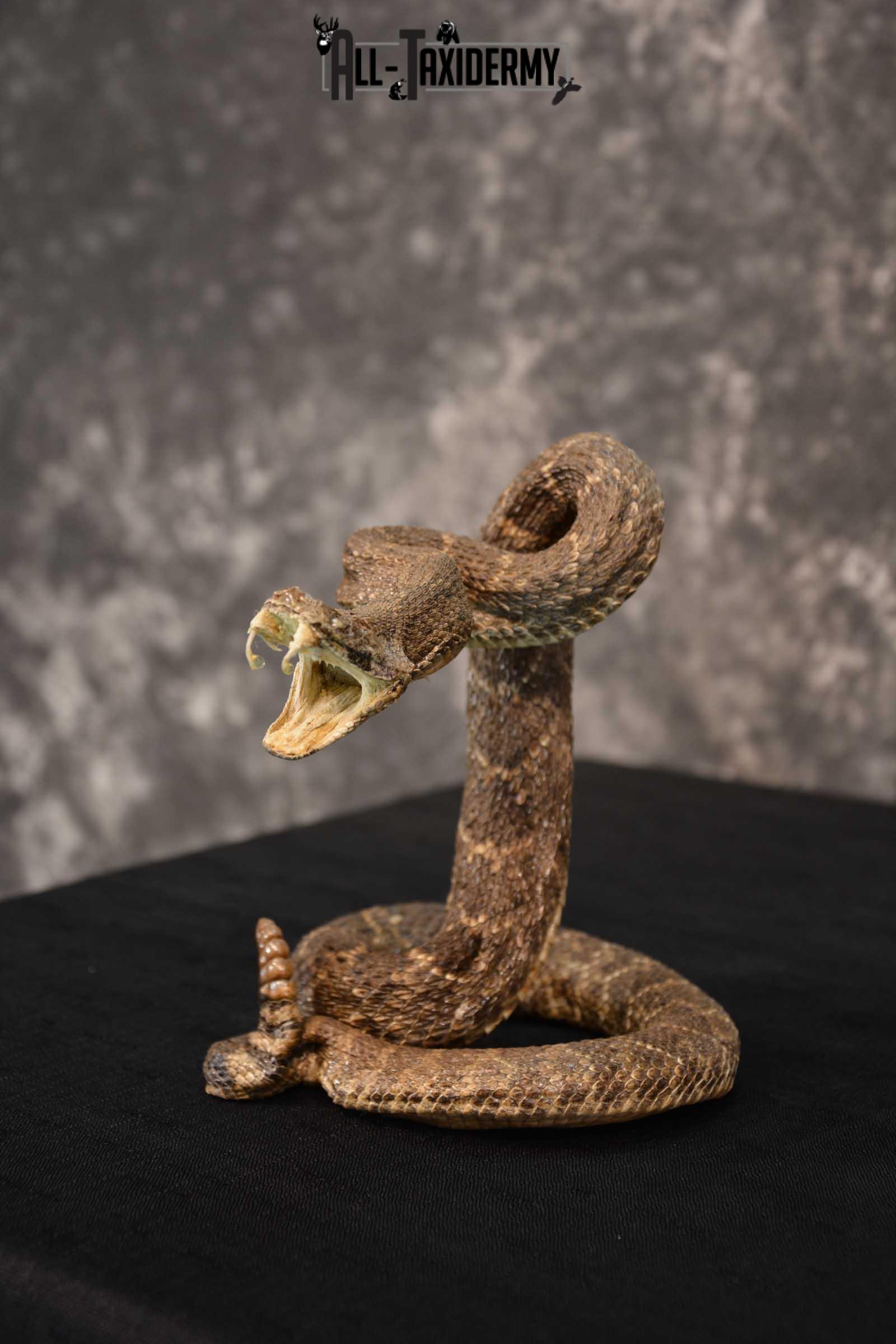 Diamondback Rattle Snake Taxidermy mount for sale SKU 1744 - Image 4