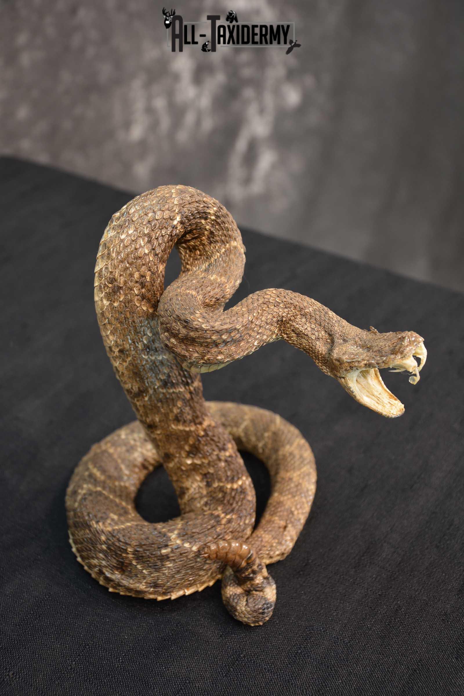 Diamondback Rattle Snake Taxidermy mount for sale SKU 1744 - Image 2