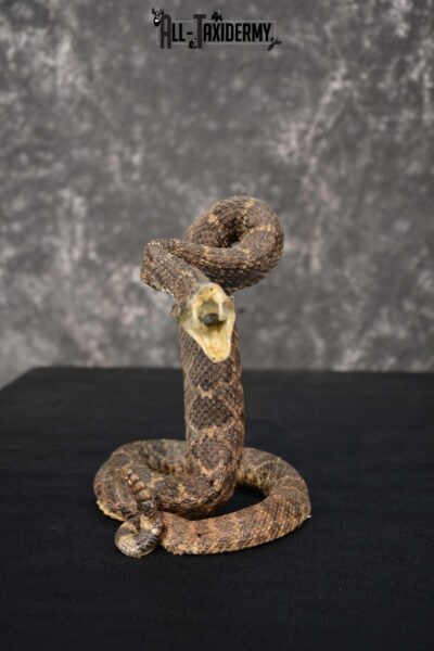 Diamondback Rattle Snake Taxidermy Mount For Sale SKU 1742