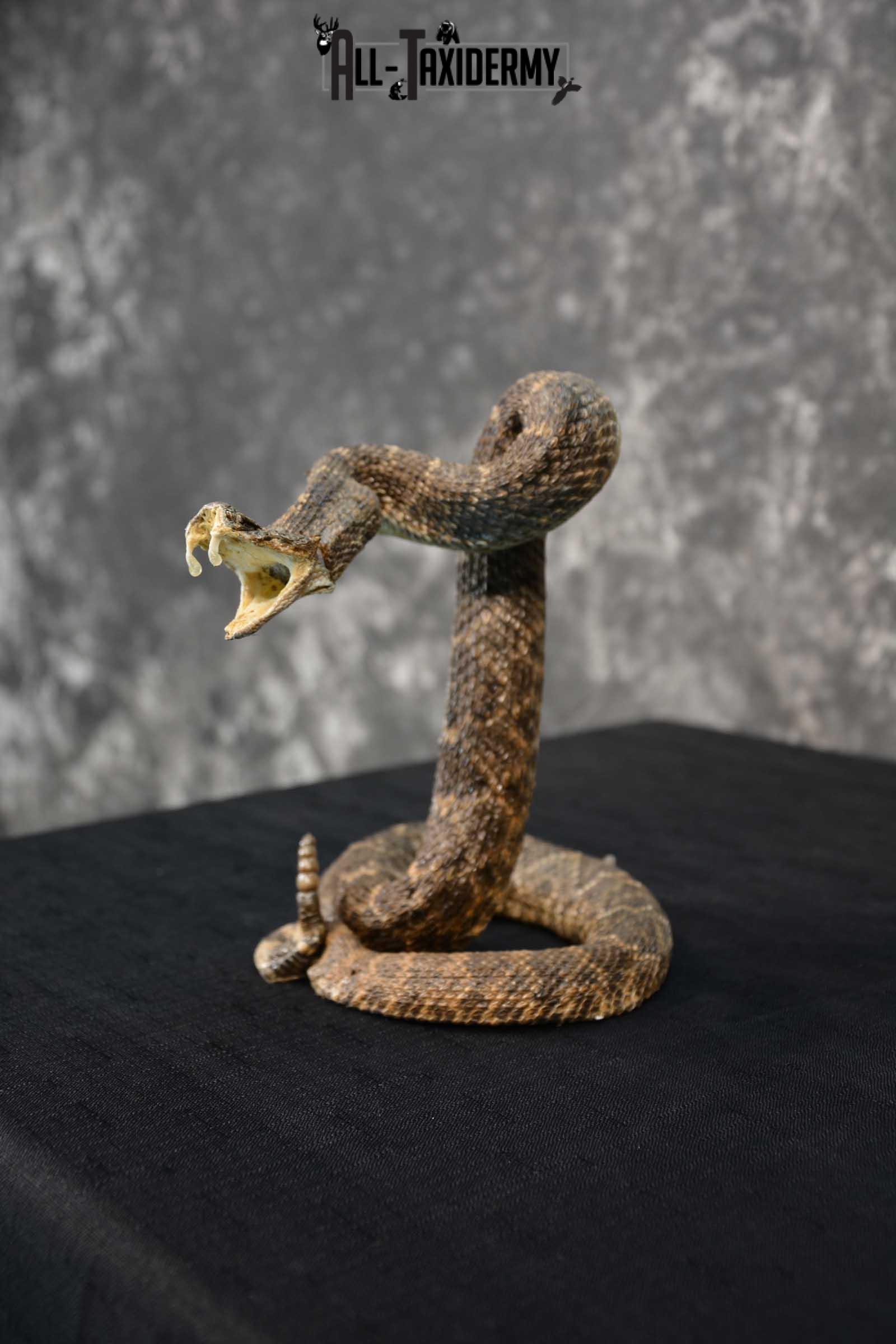 Diamondback Rattle Snake Taxidermy Mount For Sale SKU 1742 - Image 4