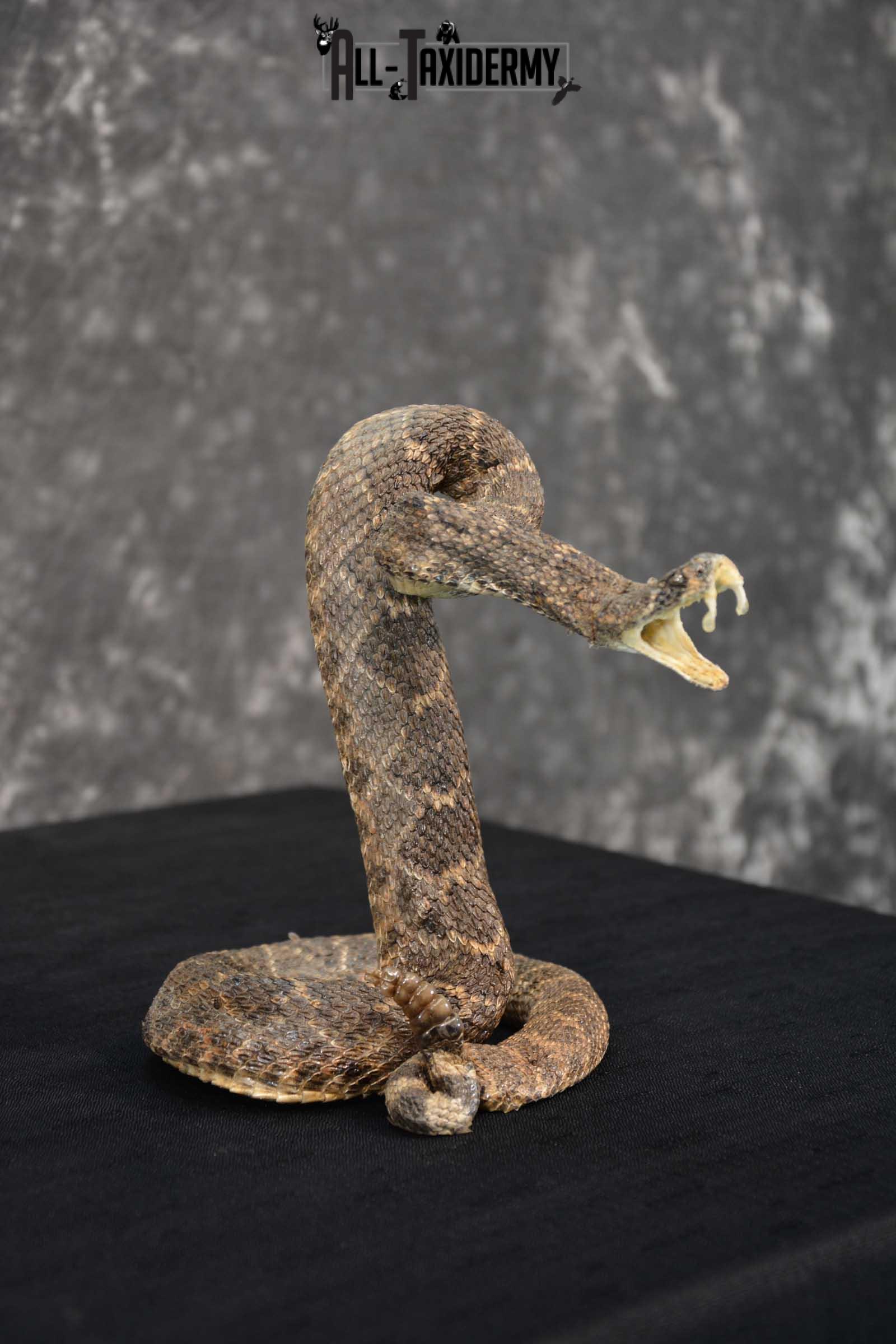 Diamondback Rattle Snake Taxidermy Mount For Sale SKU 1742 - Image 3