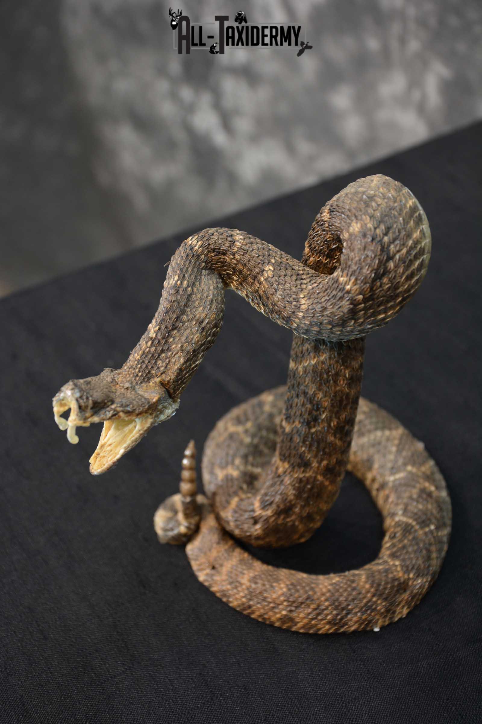 Diamondback Rattle Snake Taxidermy Mount For Sale SKU 1742 - Image 2