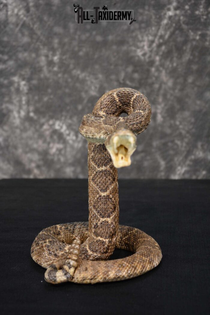 Diamondback Rattle Snake taxidermy mount for sale SKU 1743