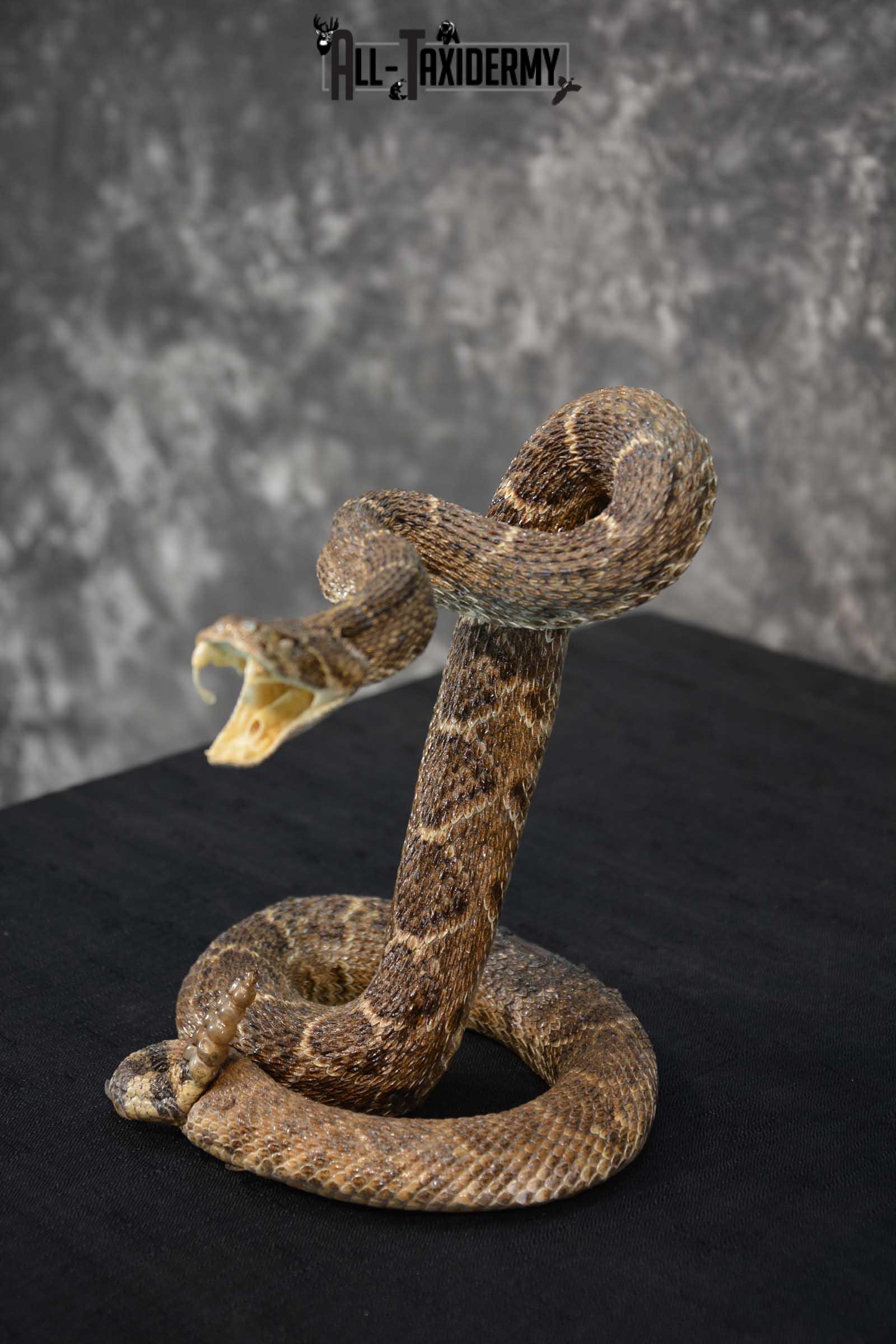 Diamondback Rattle Snake taxidermy mount for sale SKU 1743 - Image 4