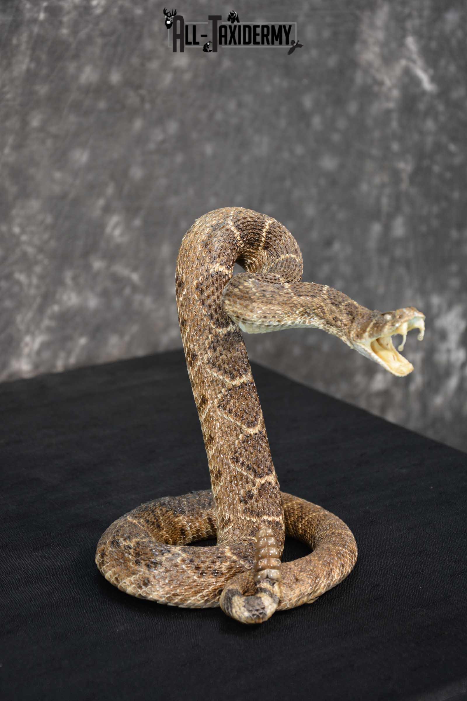 Diamondback Rattle Snake taxidermy mount for sale SKU 1743 - Image 3